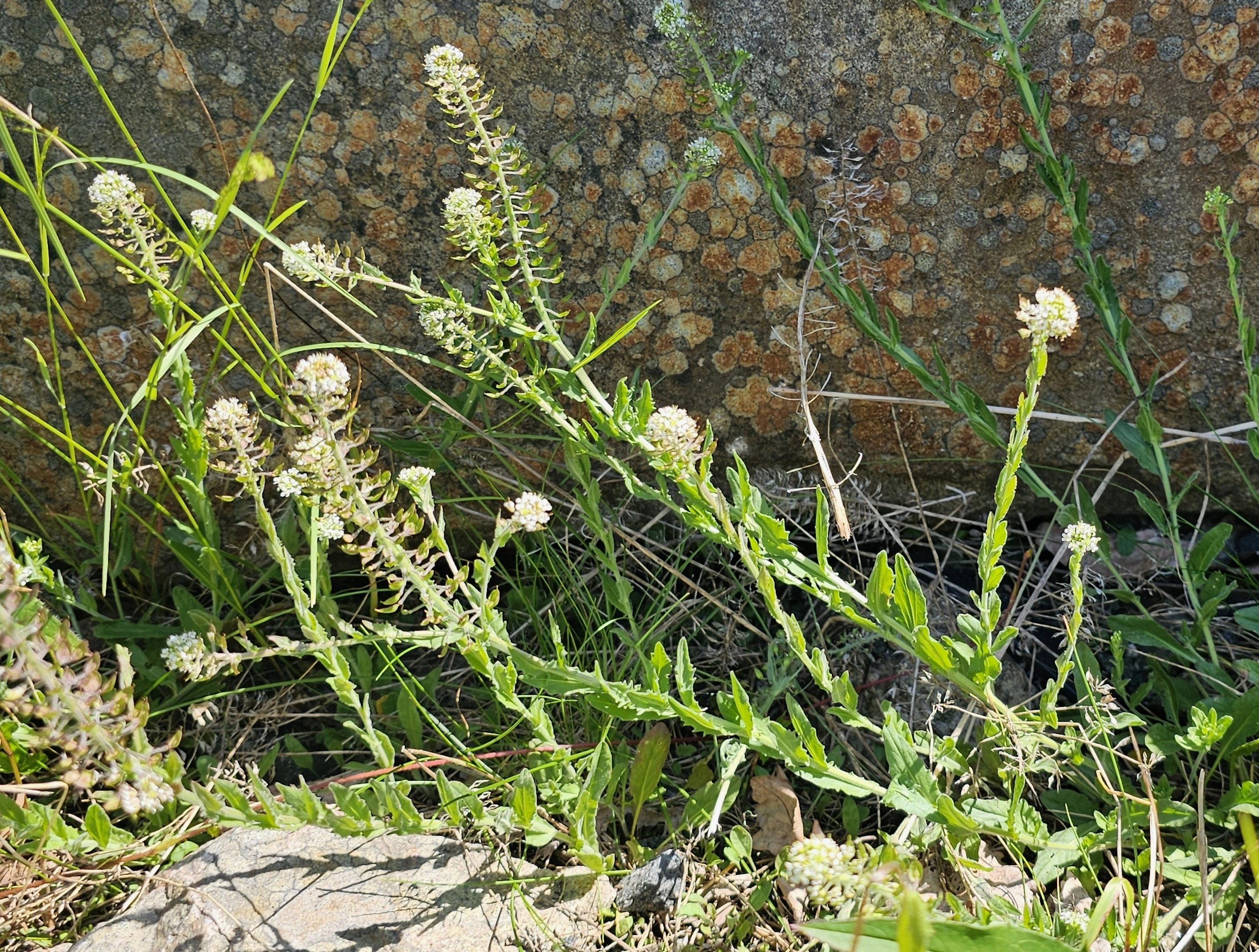 : Lepidium heterophyllum.