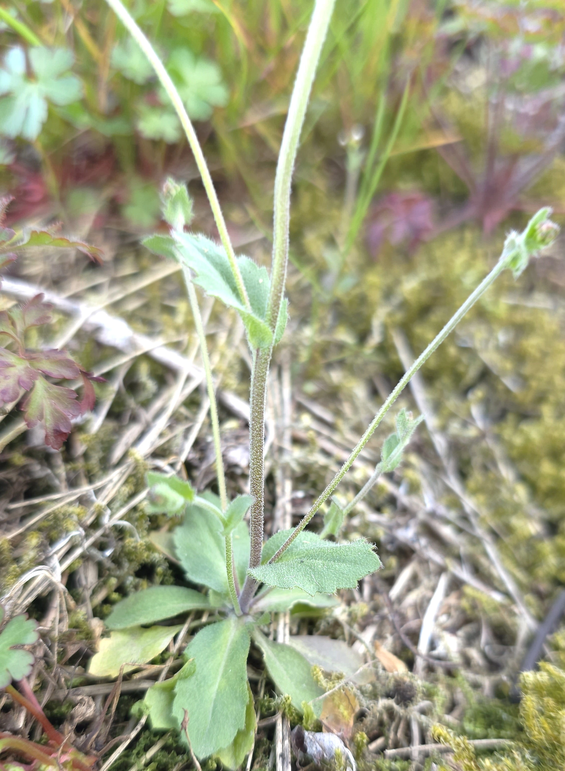 : Draba muralis.