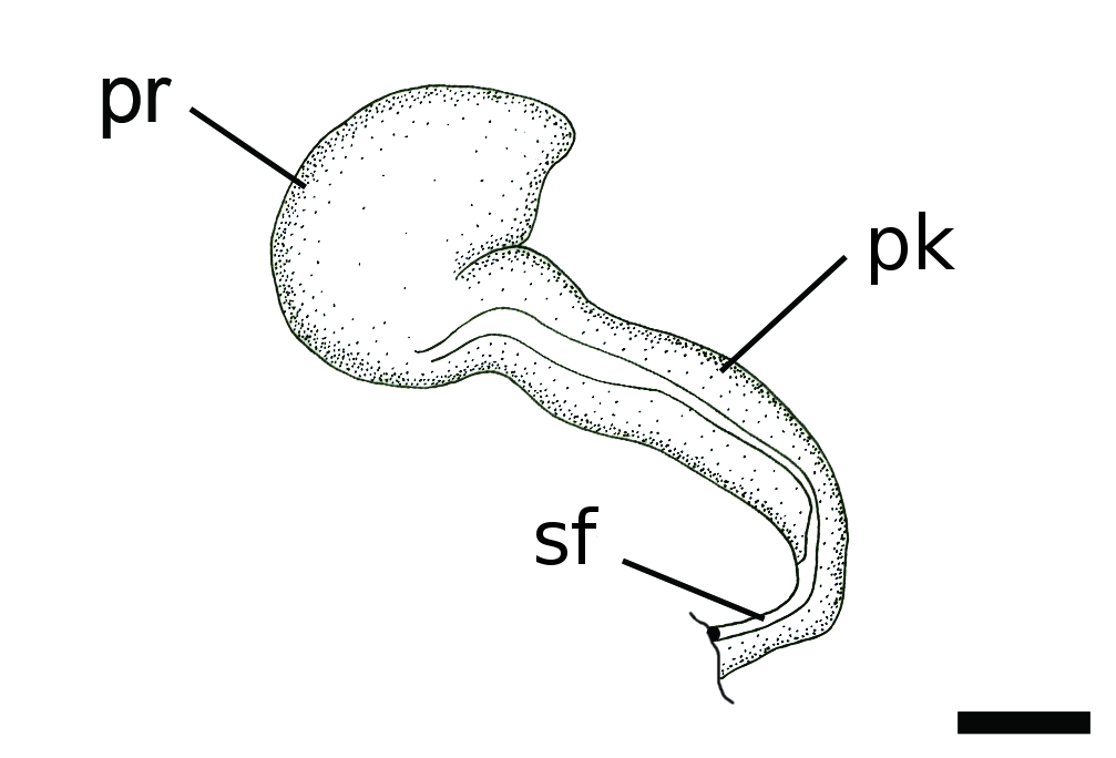 : Diaphana lactea.