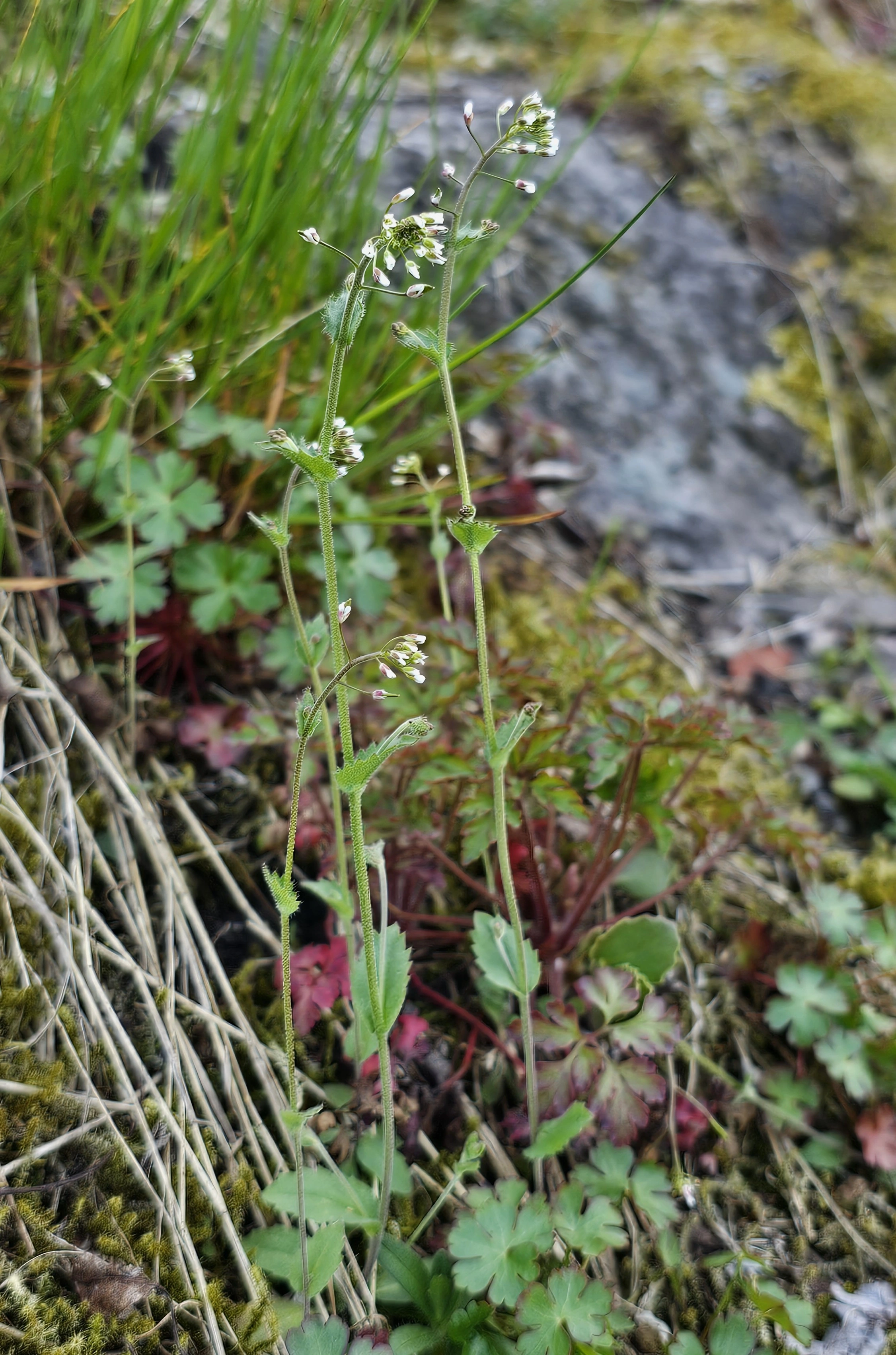 : Draba muralis.