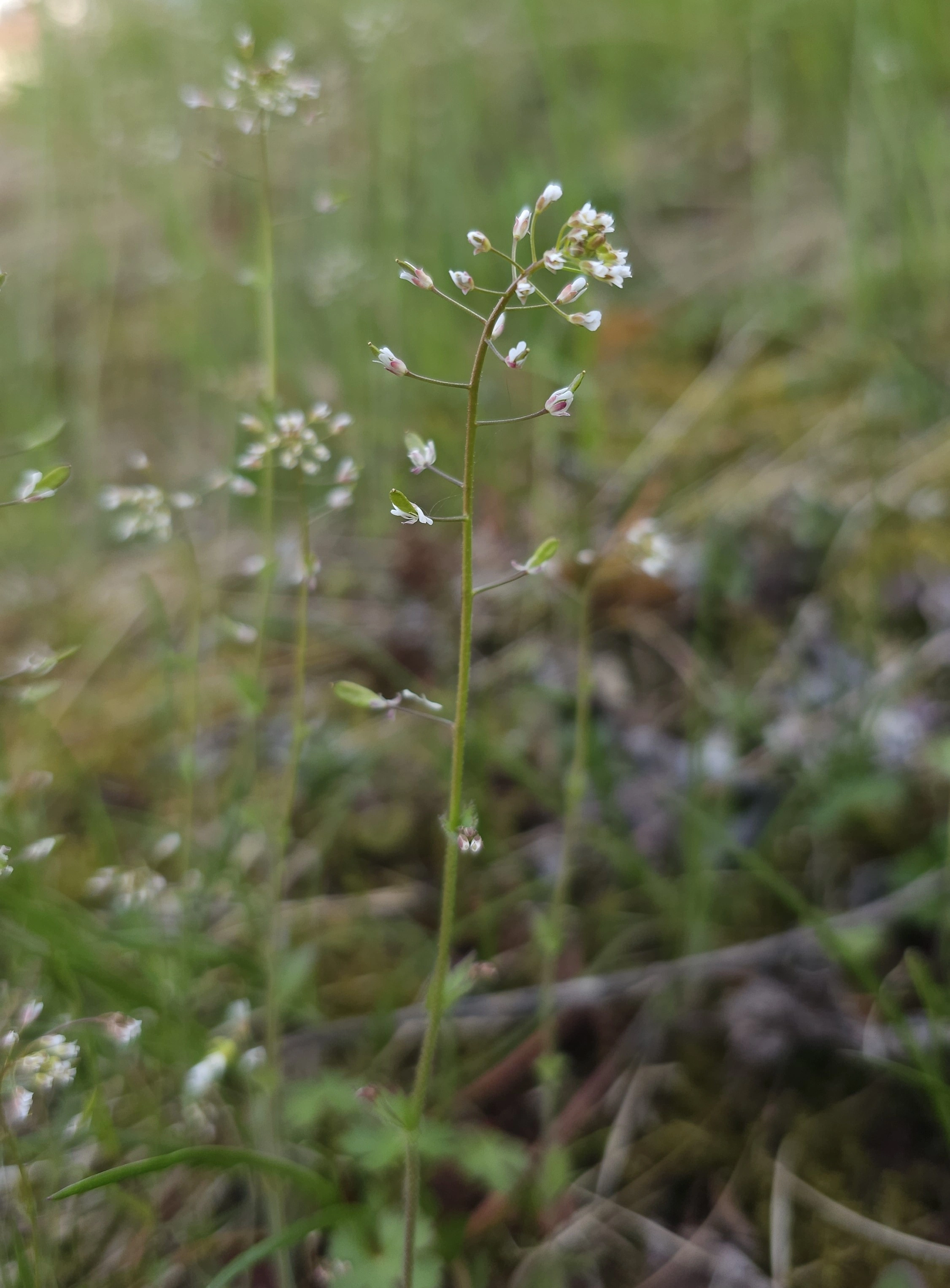 : Draba muralis.