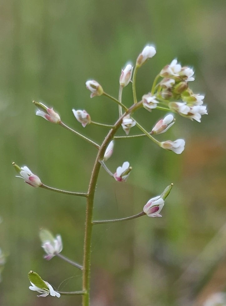 : Draba muralis.