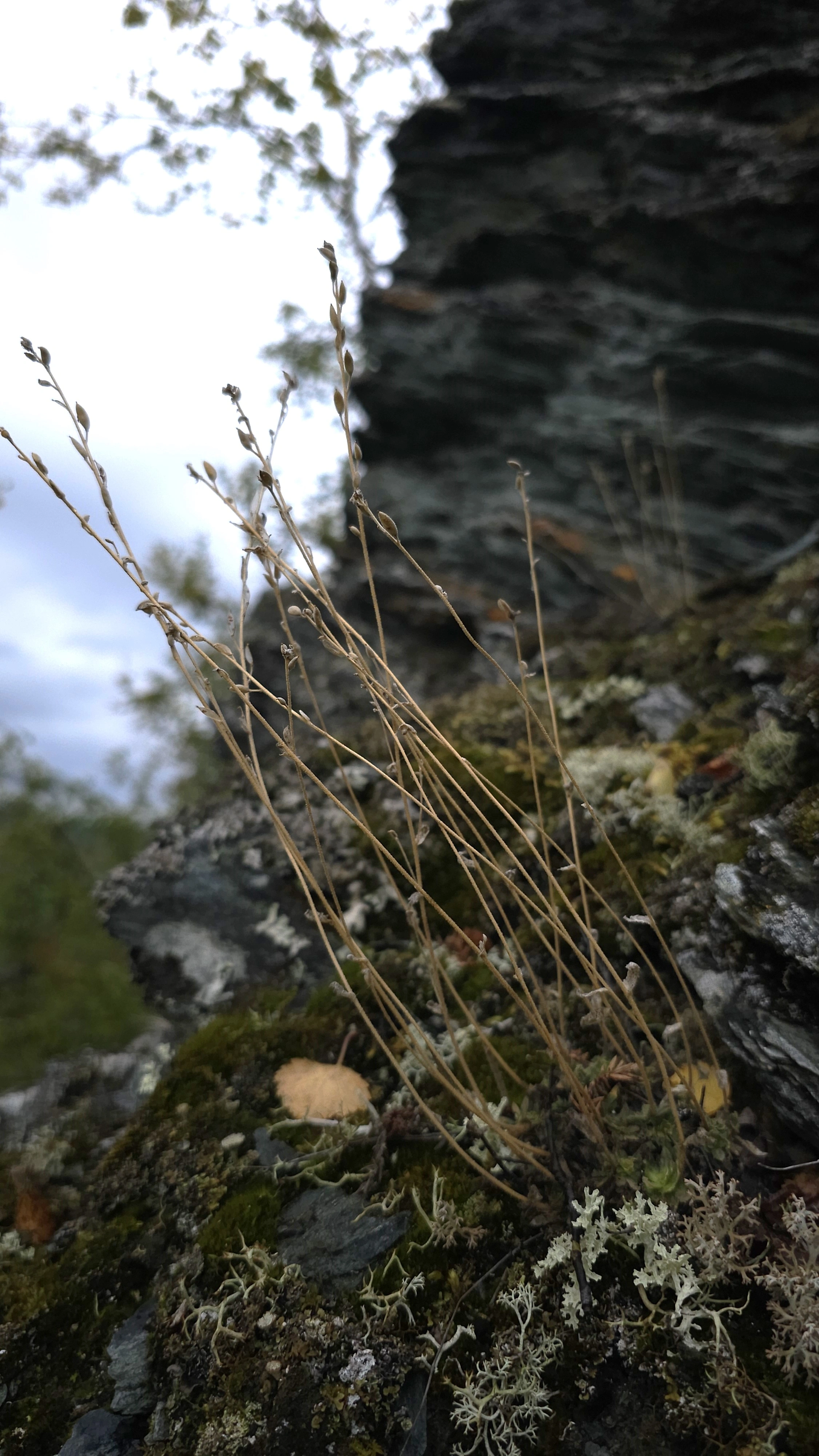 : Draba cinerea.