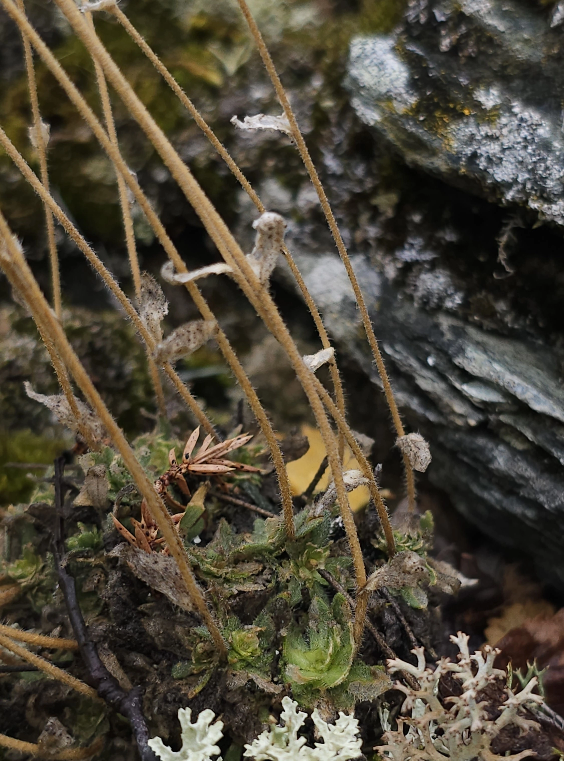 : Draba cinerea.