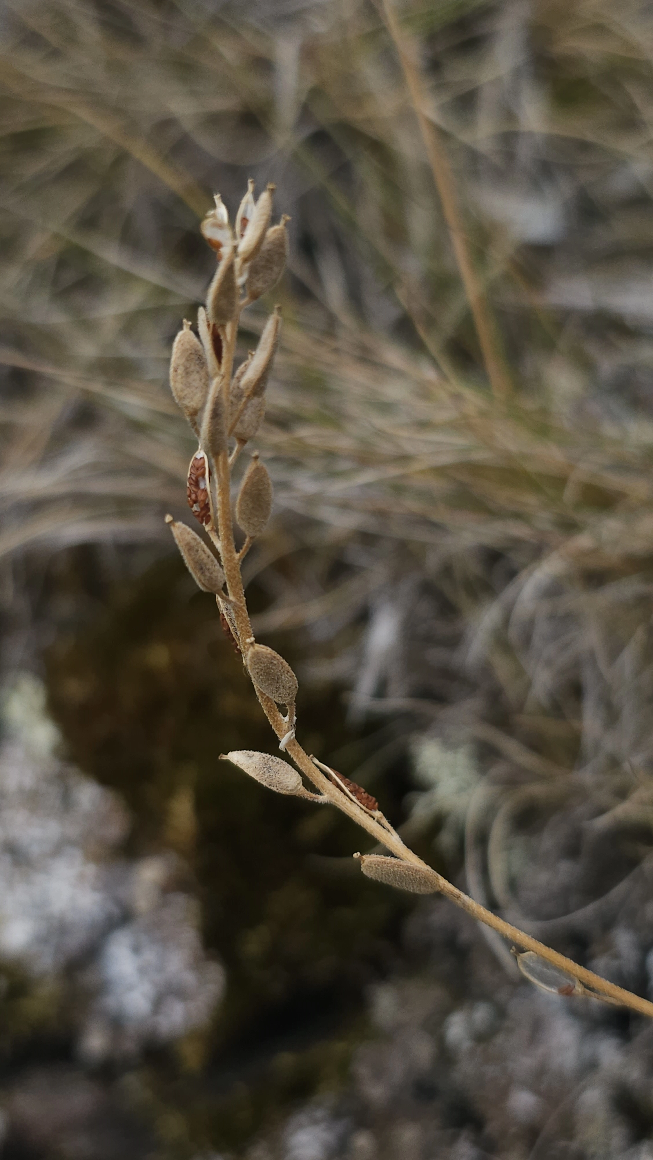 : Draba cinerea.