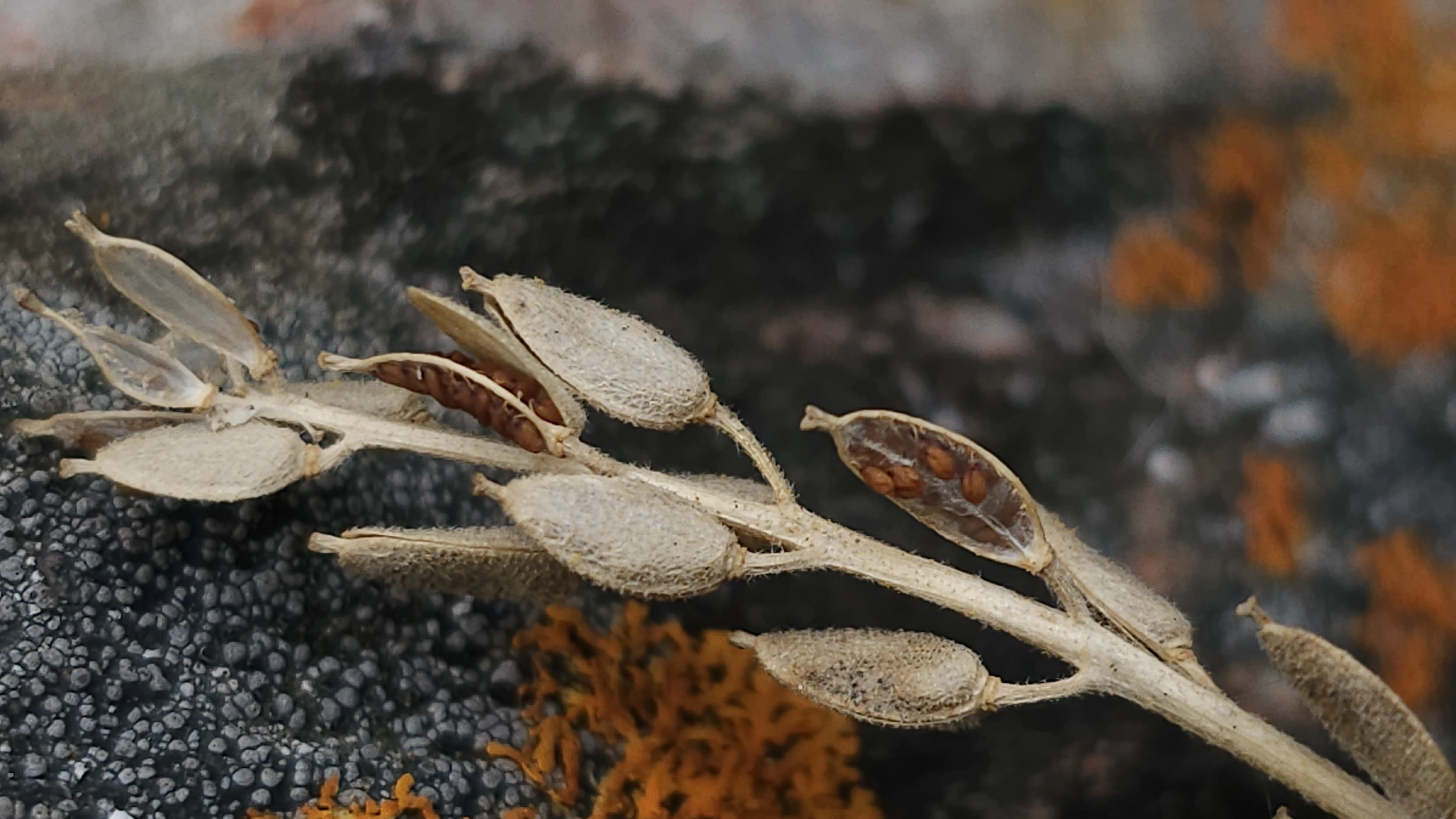 : Draba cinerea.