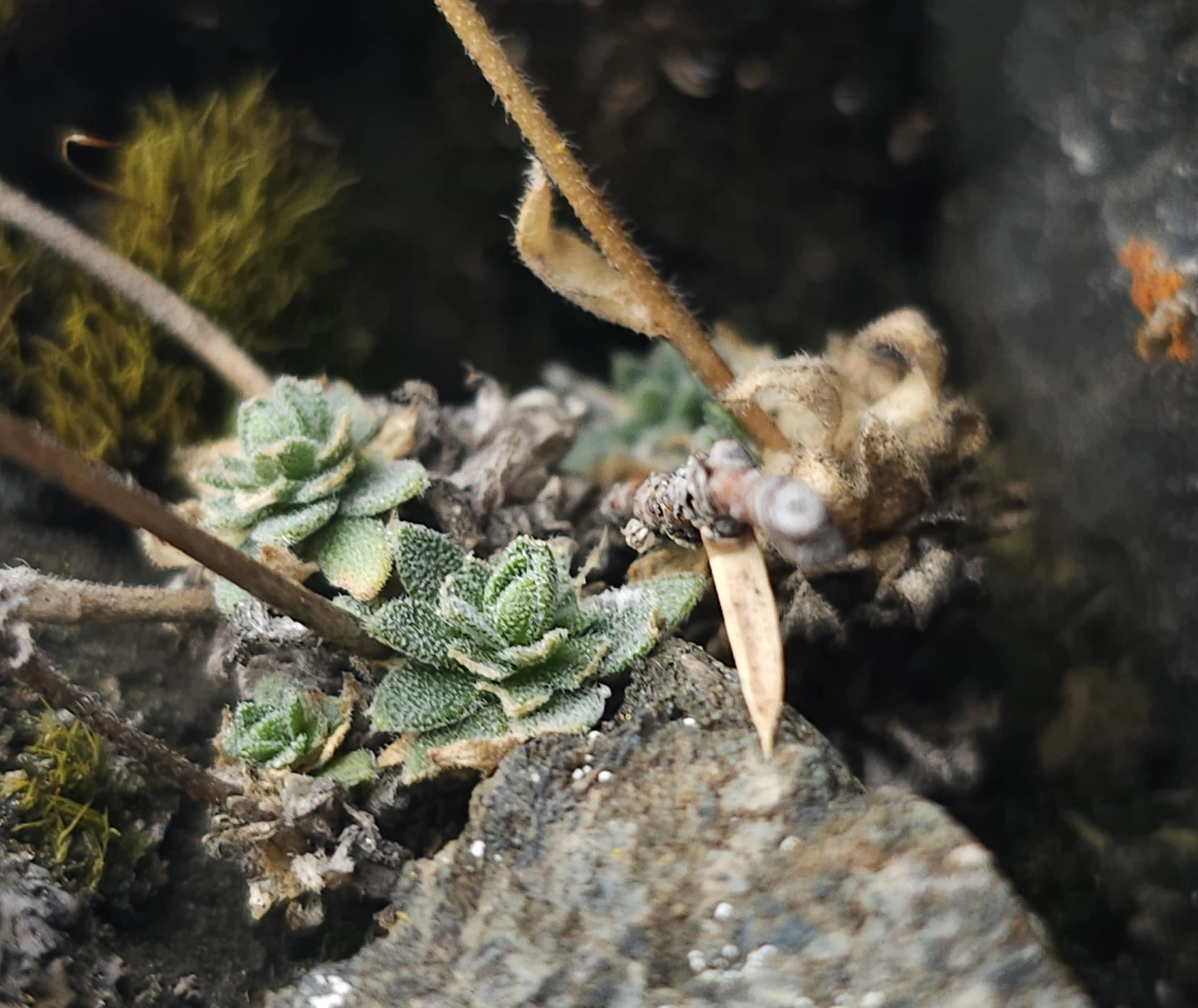 : Draba cinerea.