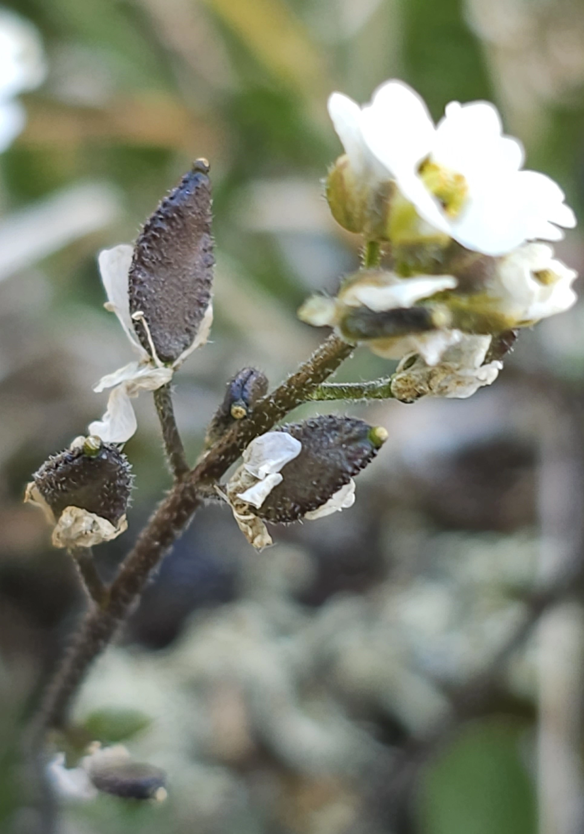 : Draba cacuminum cacuminum.