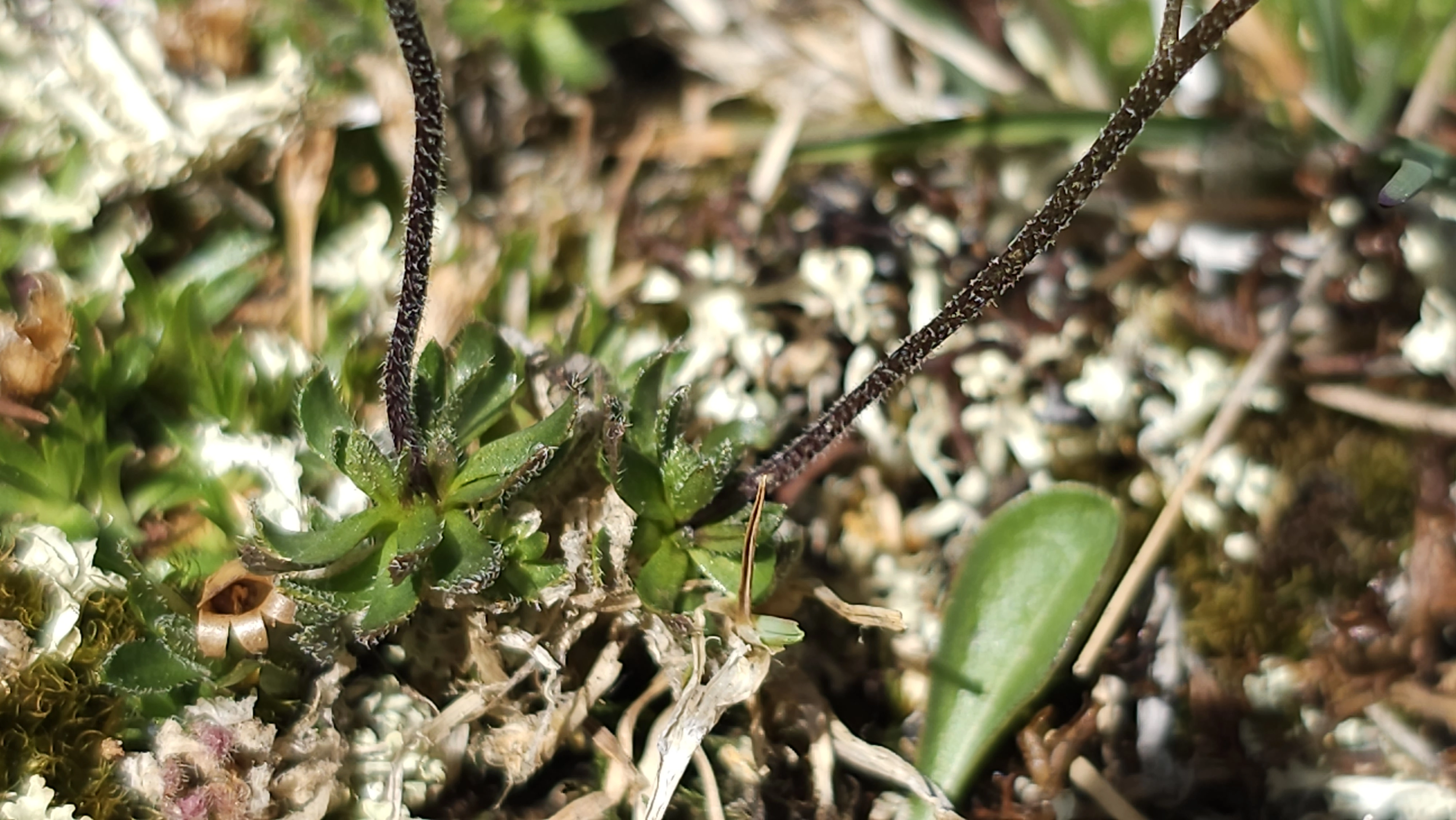 : Draba cacuminum cacuminum.