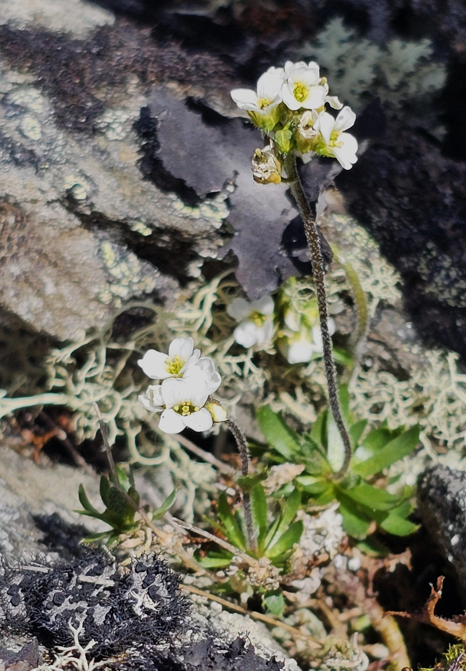 : Draba cacuminum cacuminum.