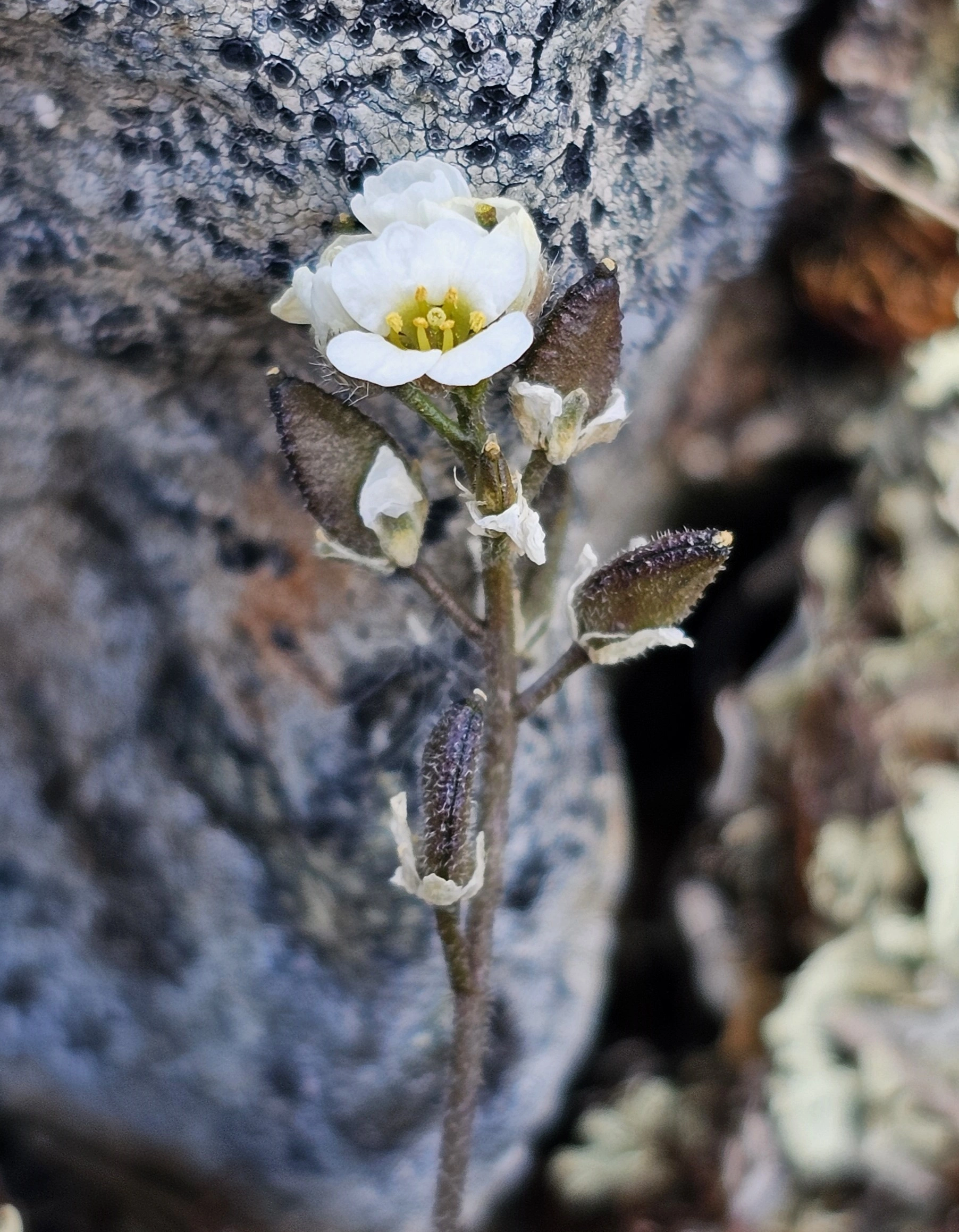 : Draba cacuminum cacuminum.