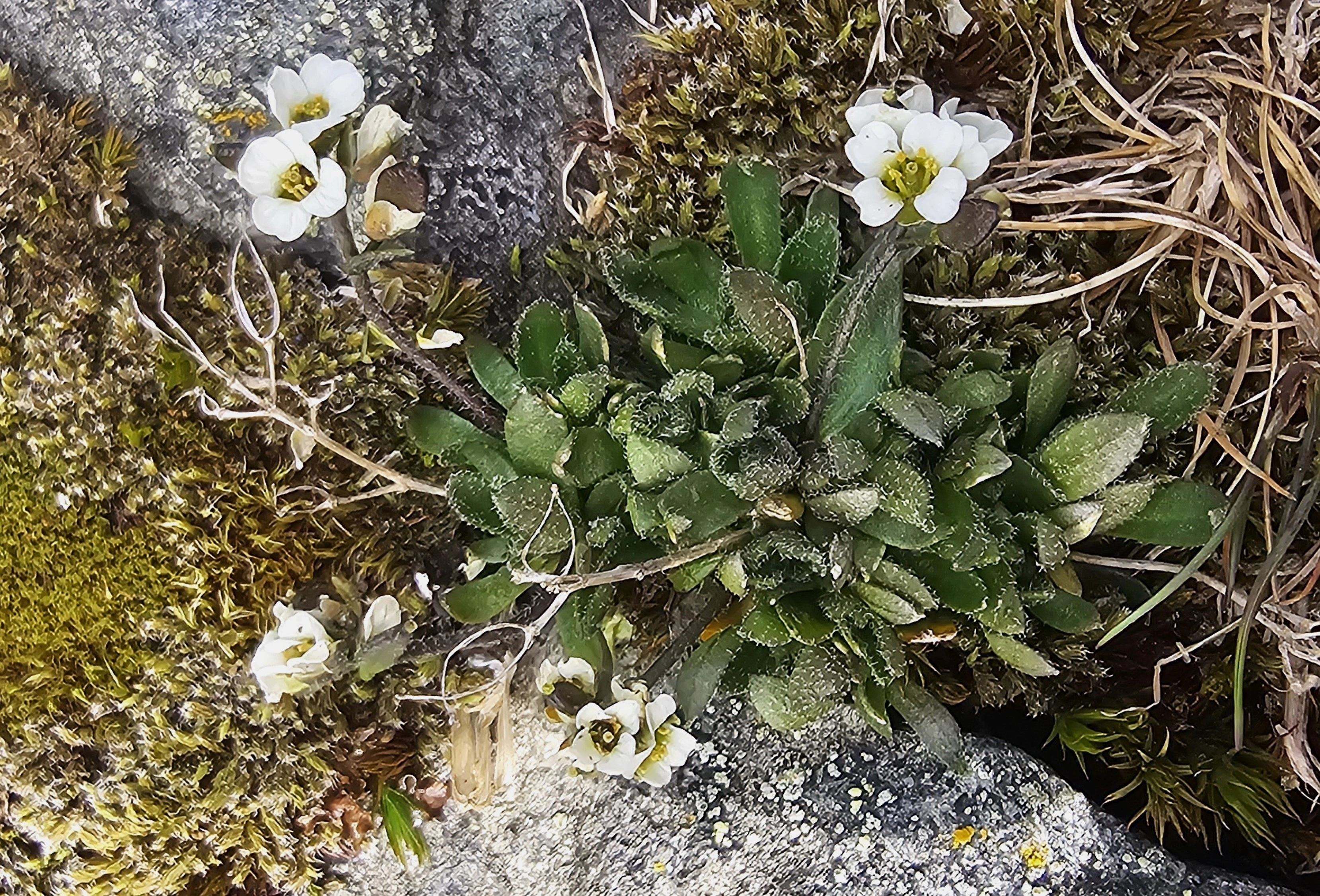 : Draba cacuminum cacuminum.