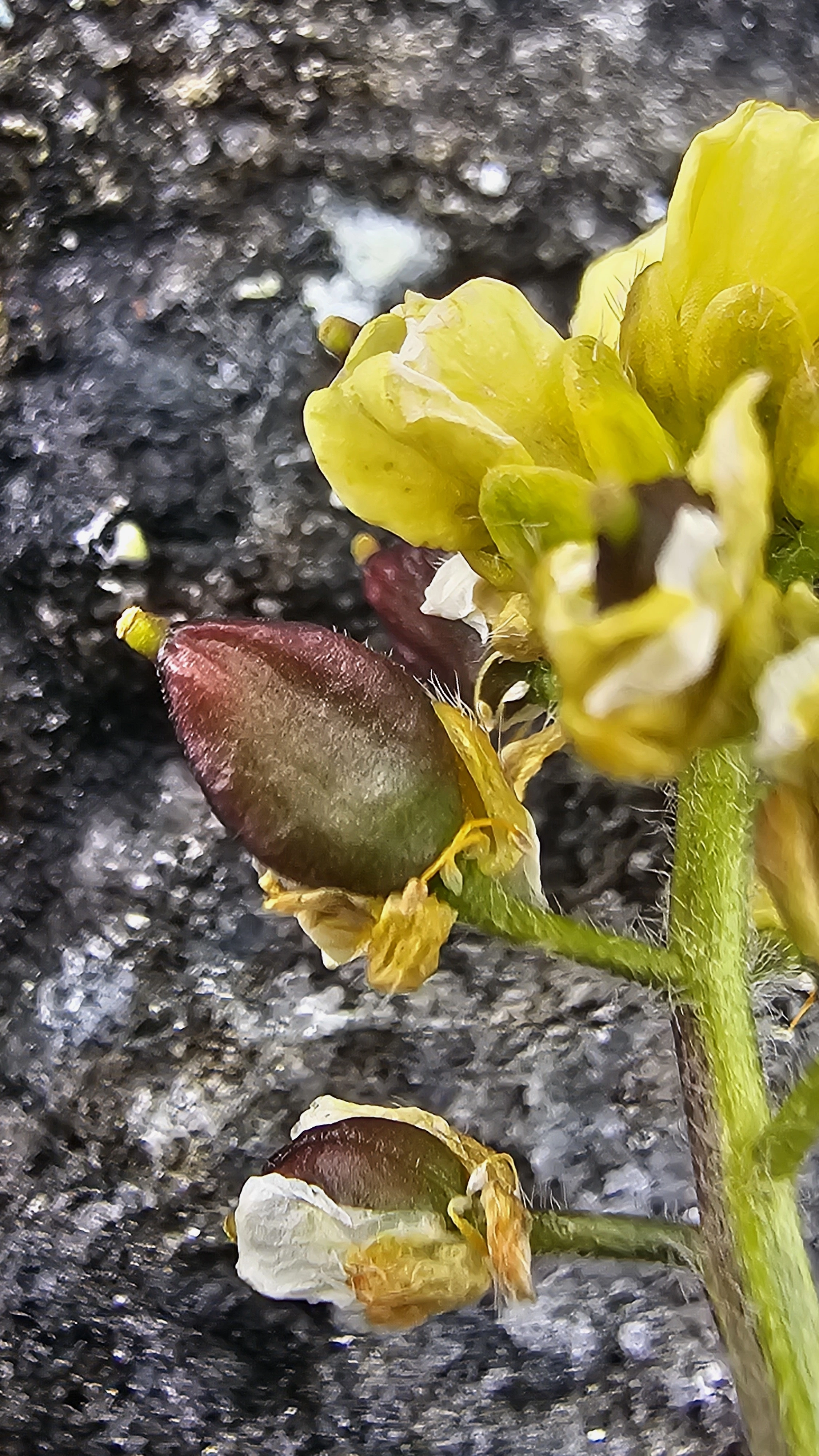 : Draba oxycarpa.