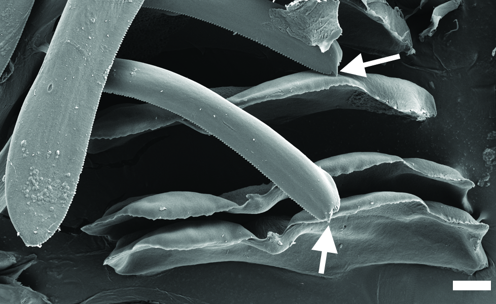 : Diaphana lactea.