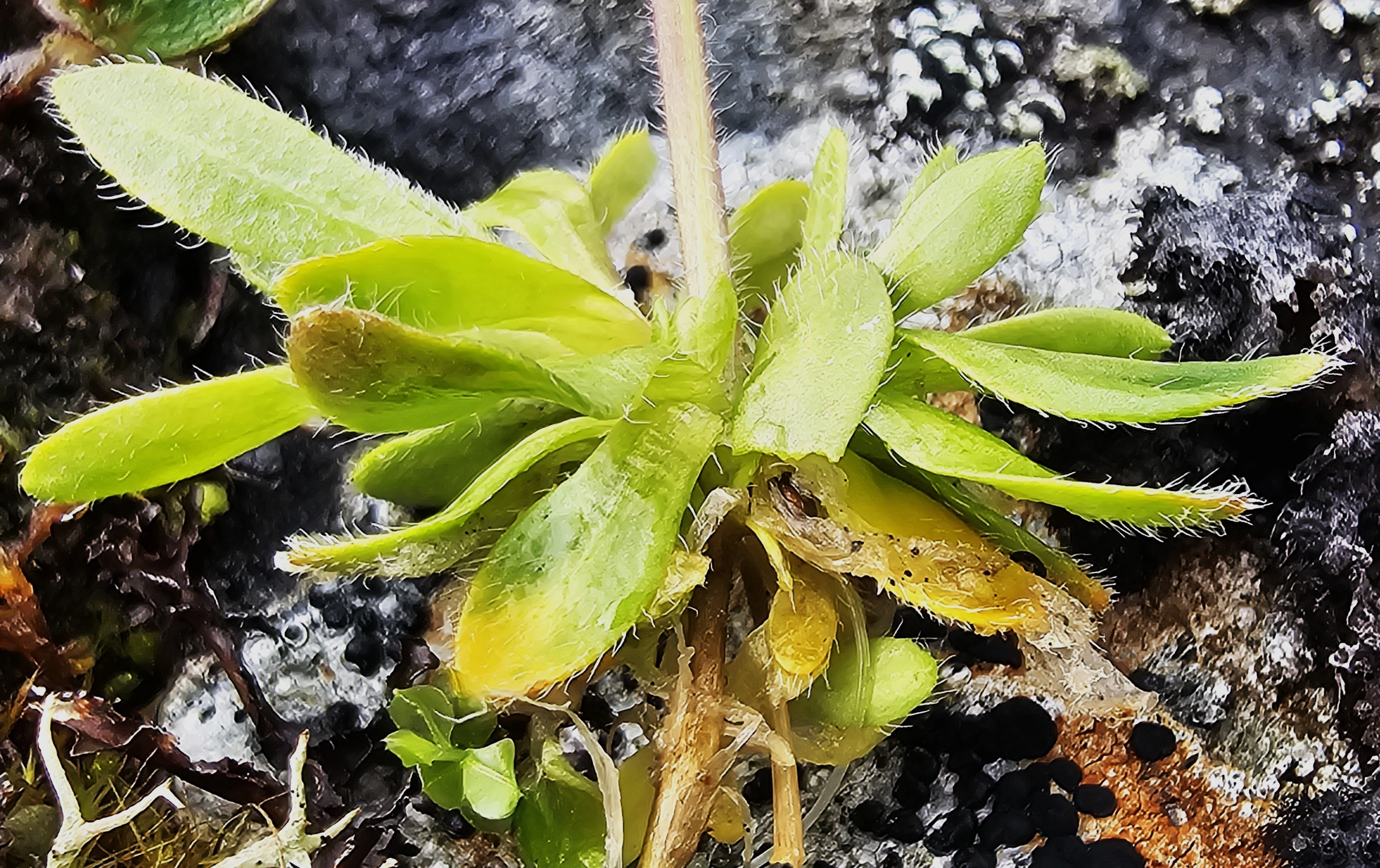 : Draba oxycarpa.