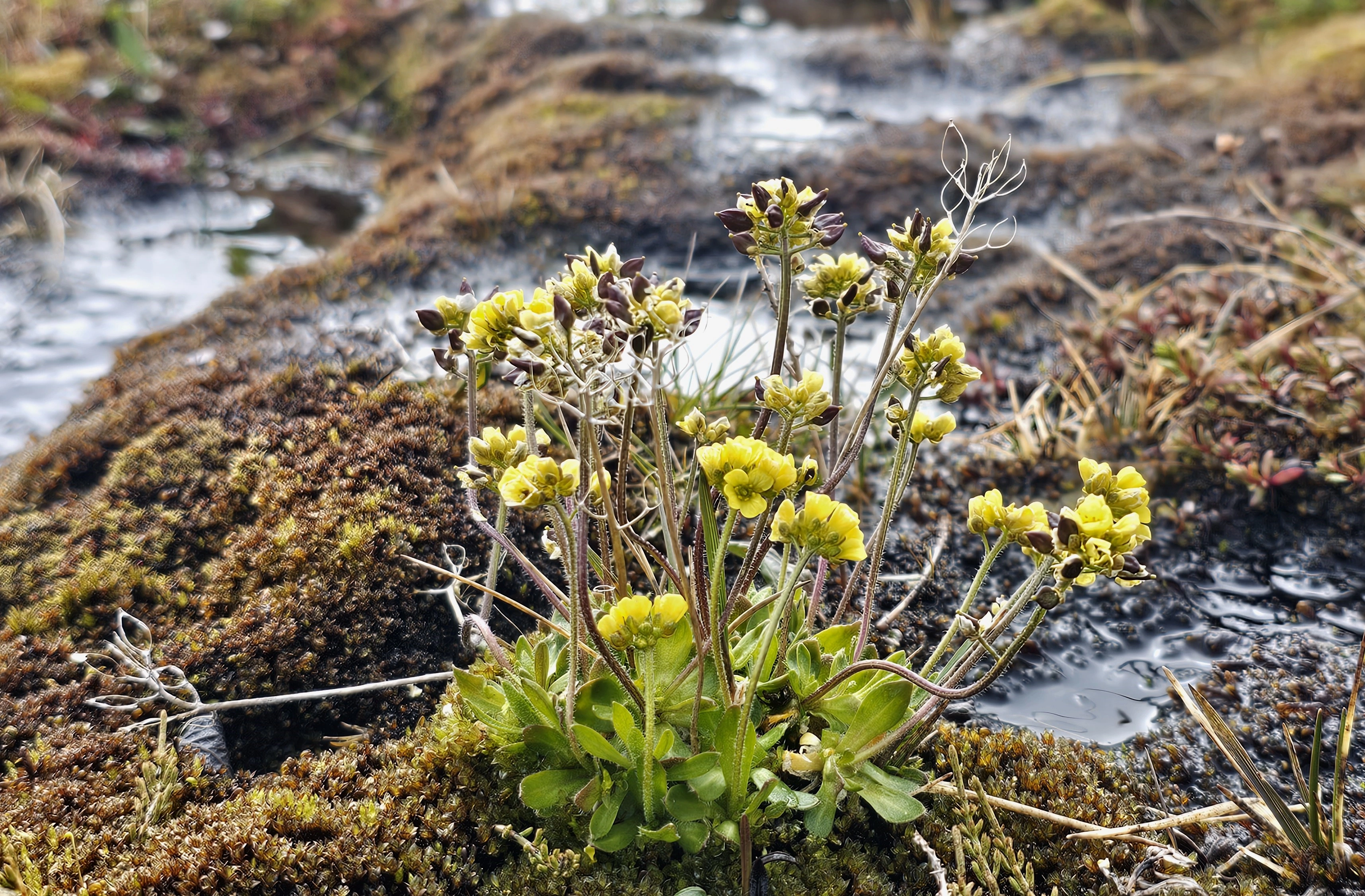 : Draba oxycarpa.