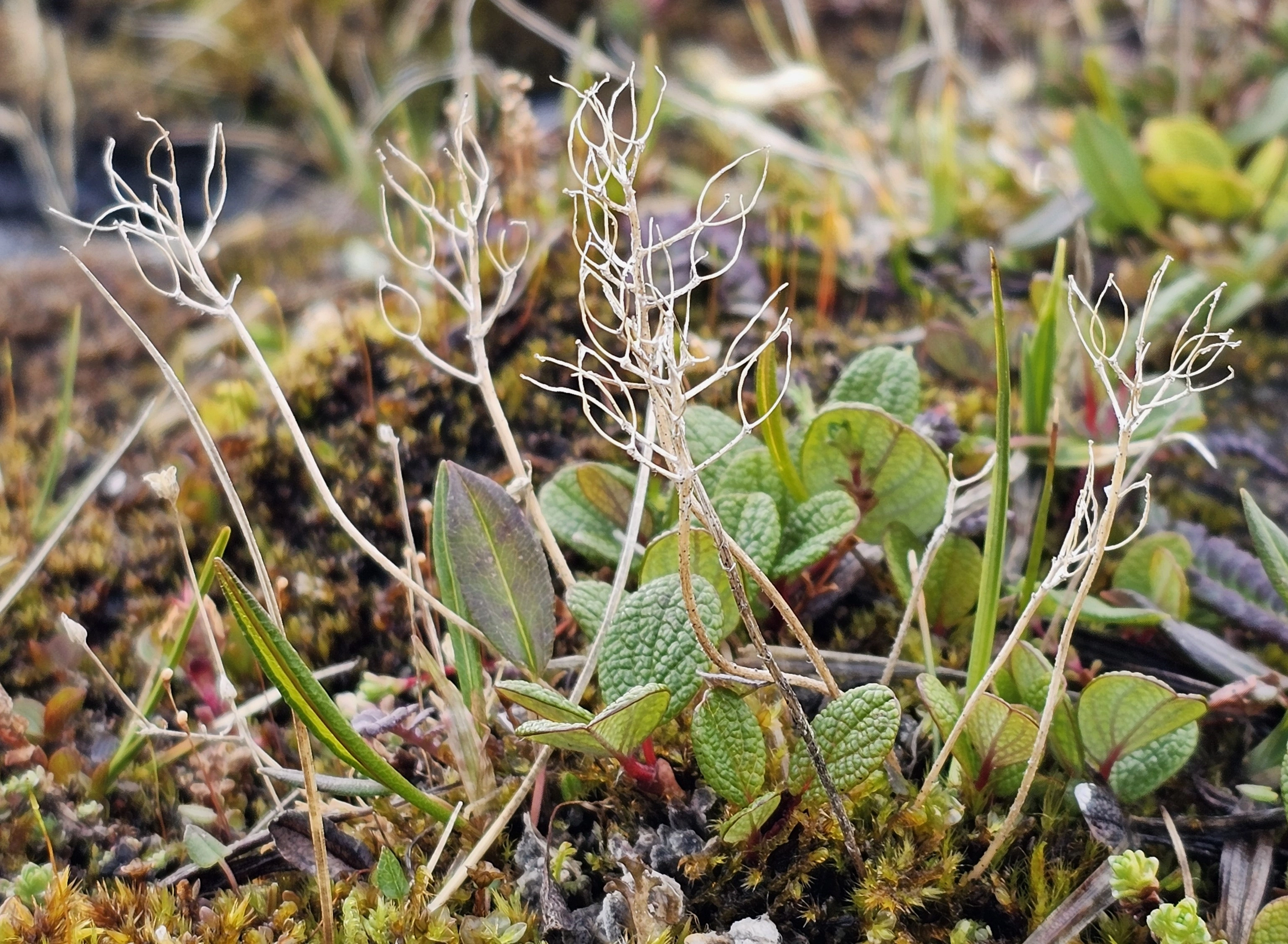 : Draba oxycarpa.