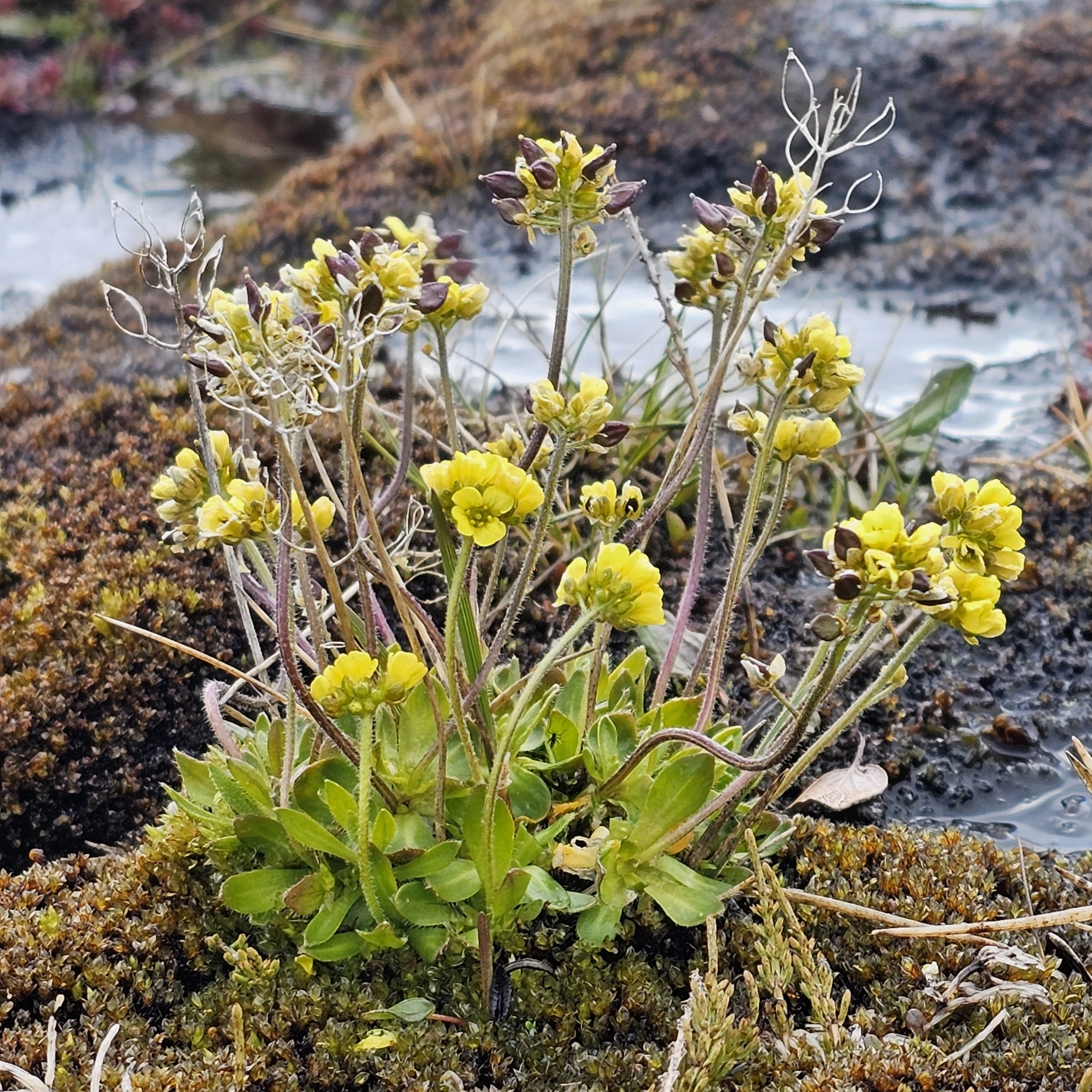 : Draba oxycarpa.