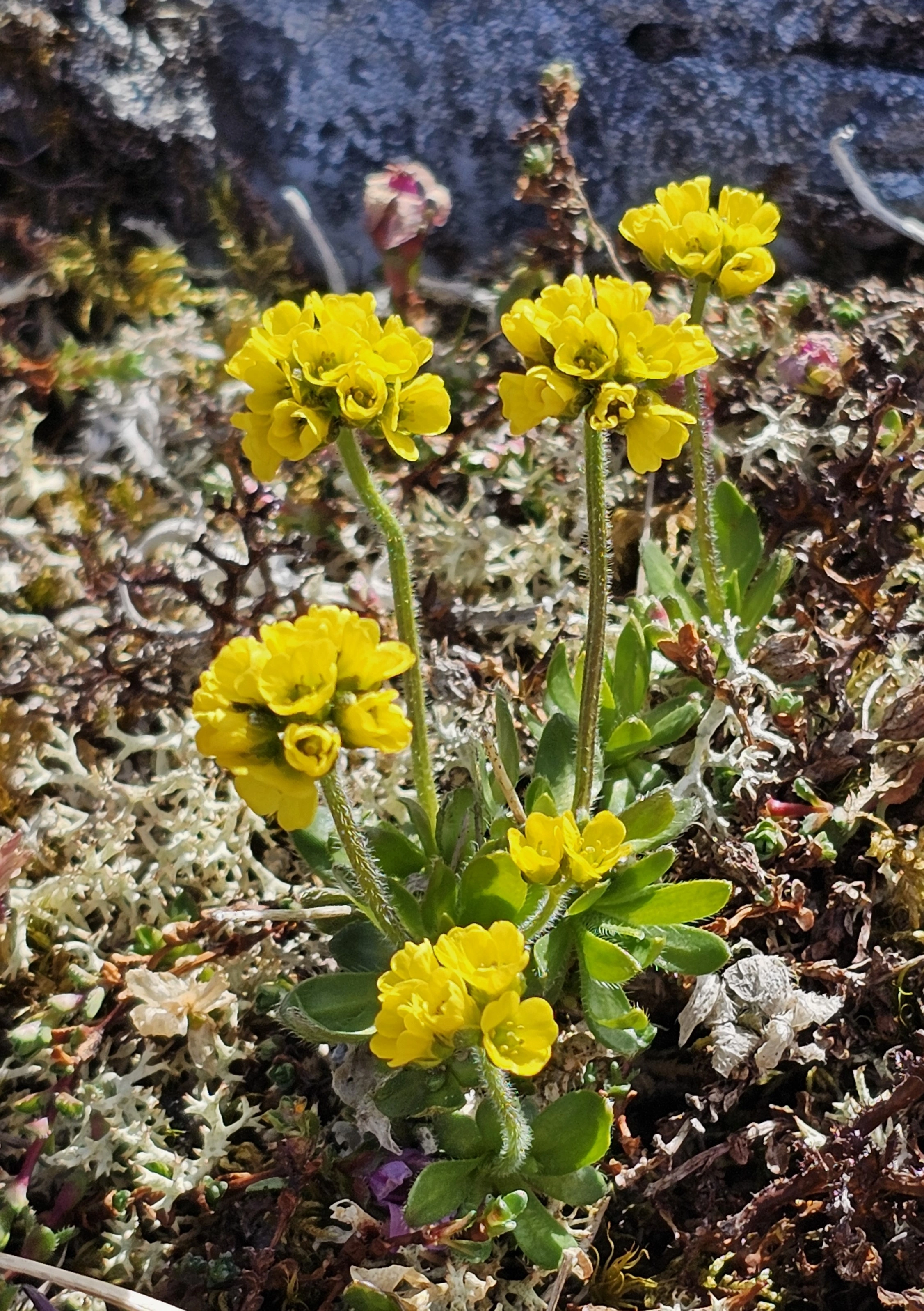 : Draba oxycarpa.