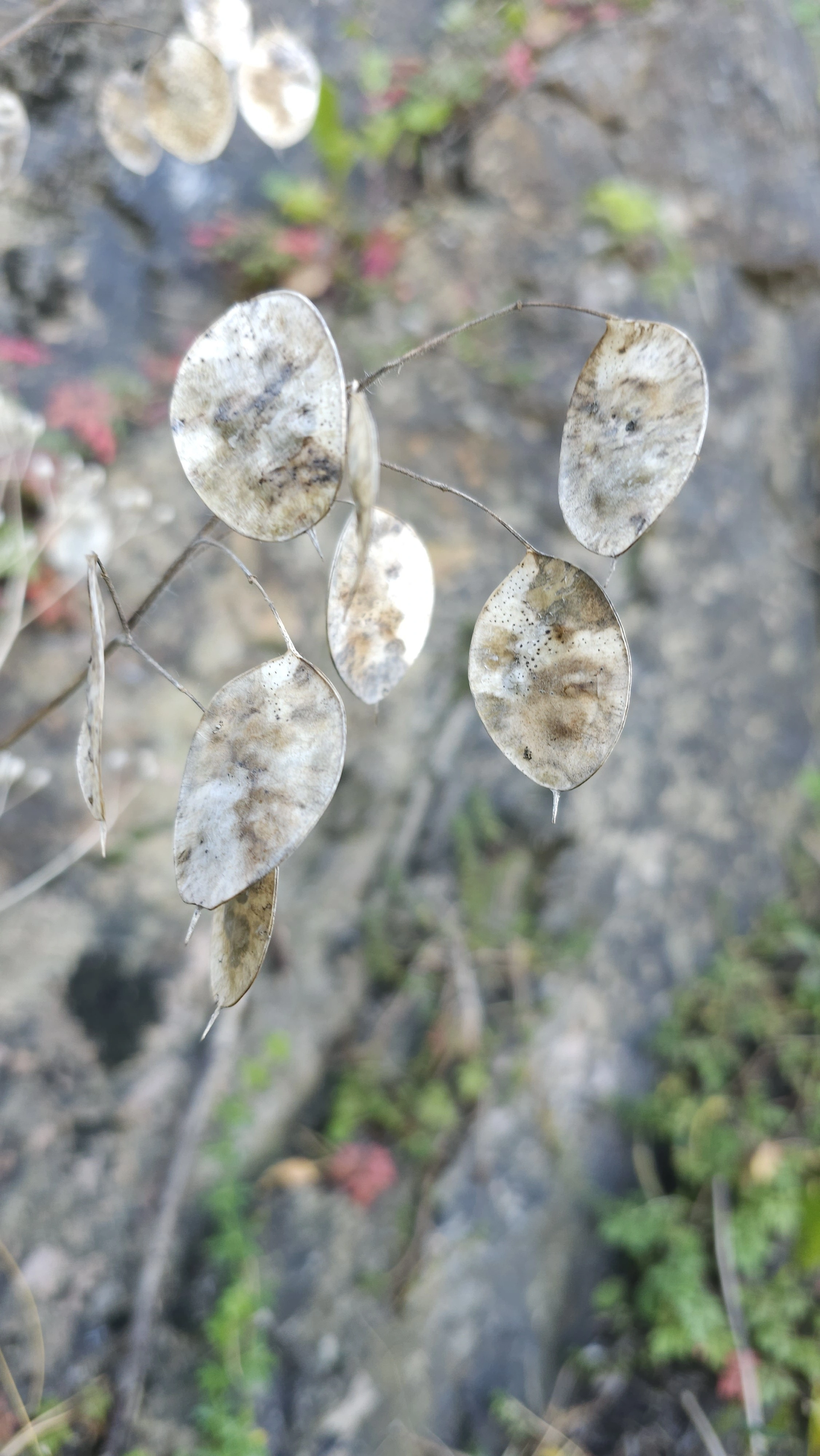 : Lunaria annua.