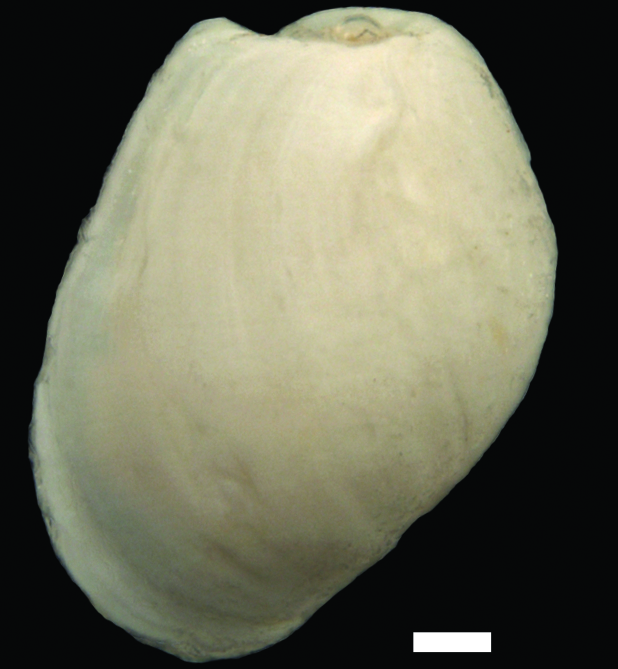 : Diaphana minuta.