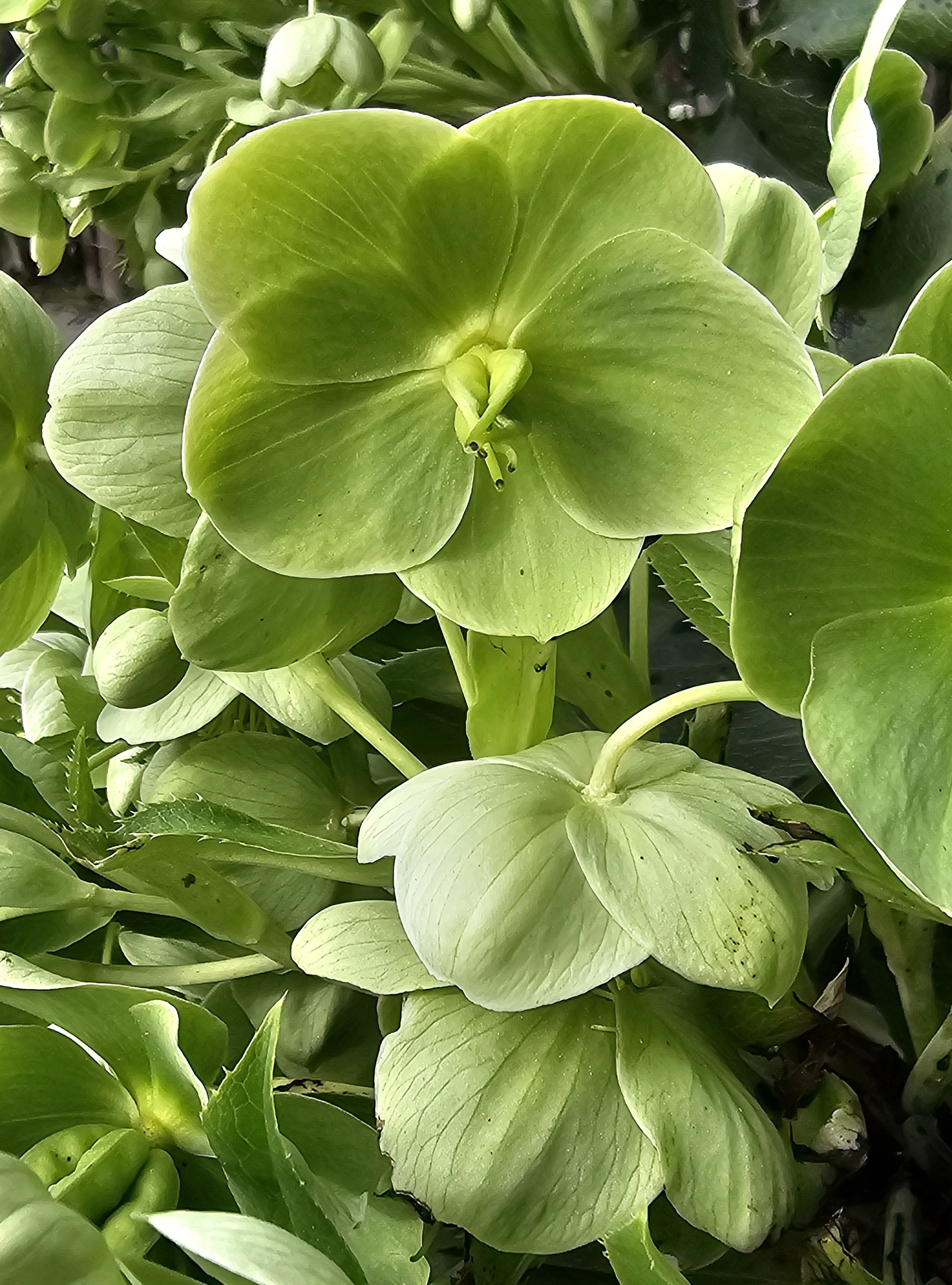 : Helleborus argutifolius.