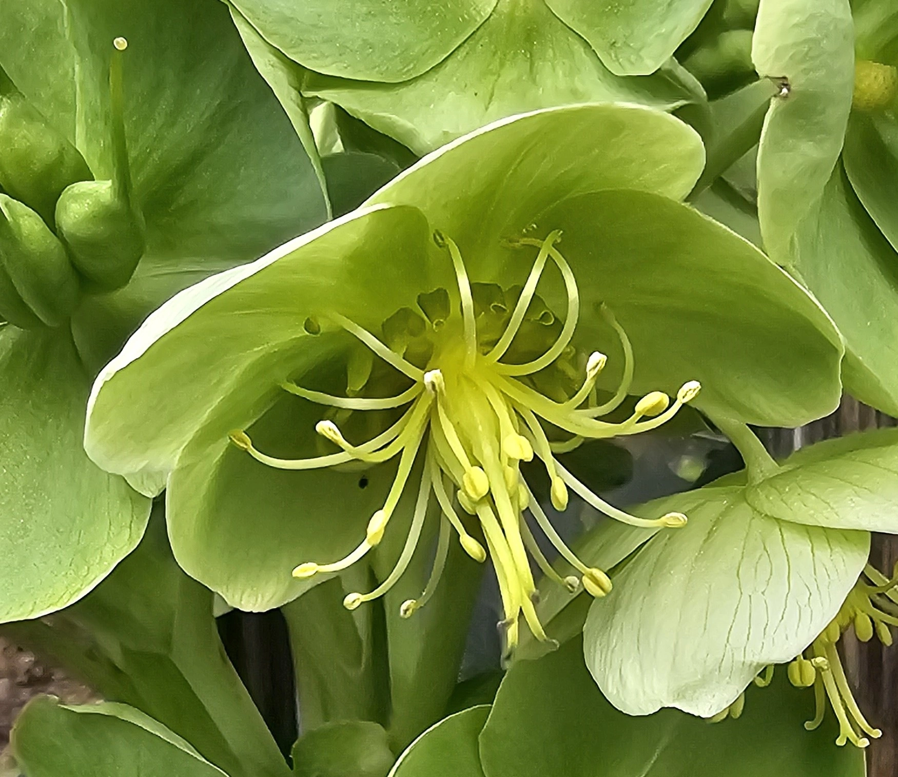 : Helleborus argutifolius.