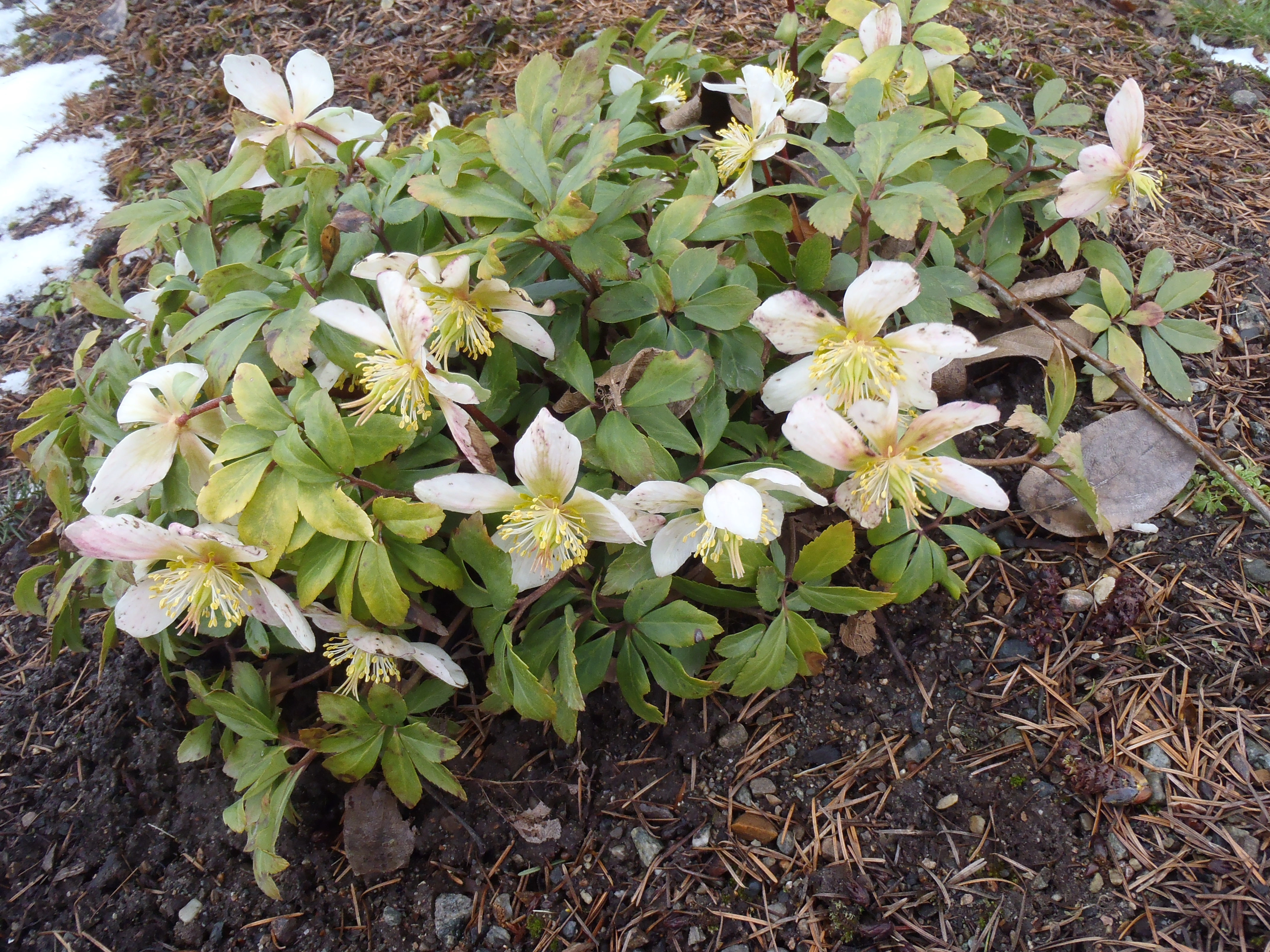 : Helleborus niger.