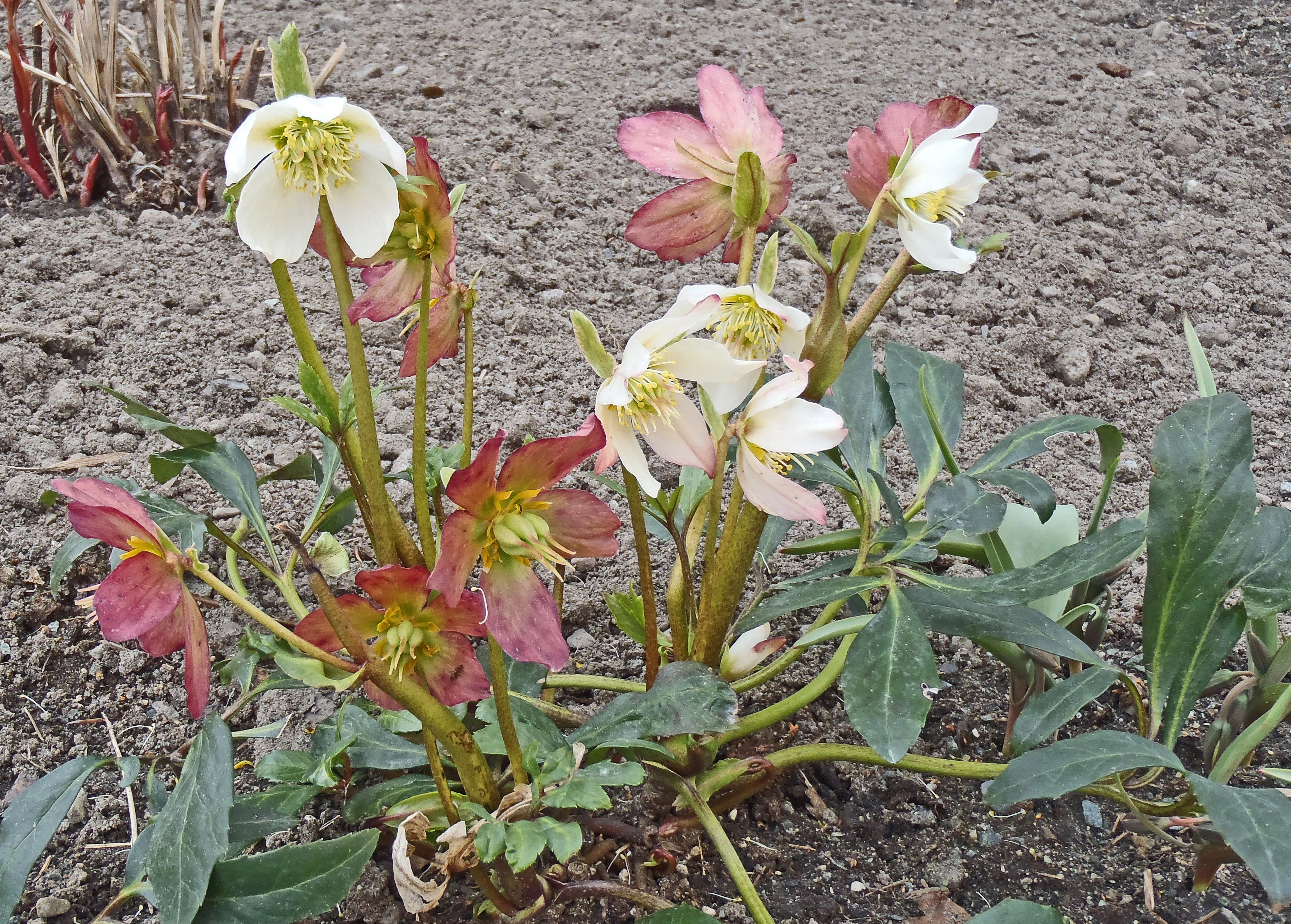 : Helleborus niger.