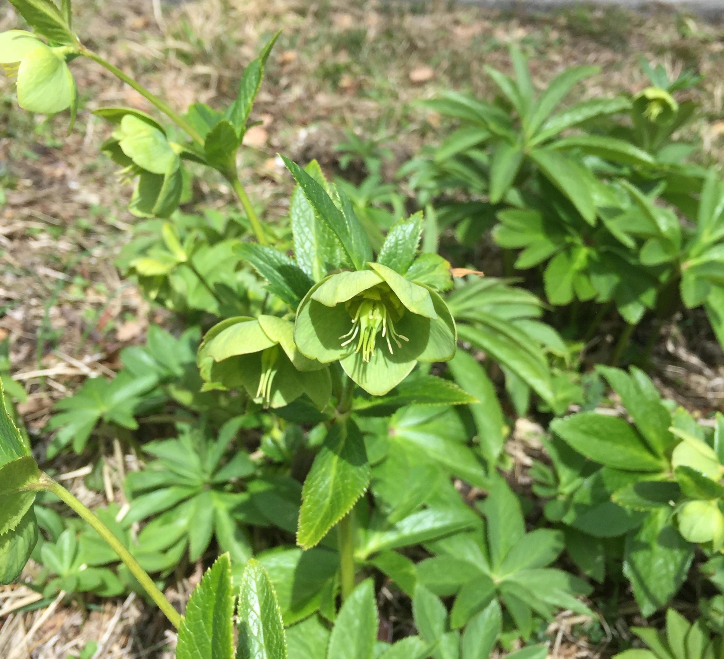 : Helleborus viridis .