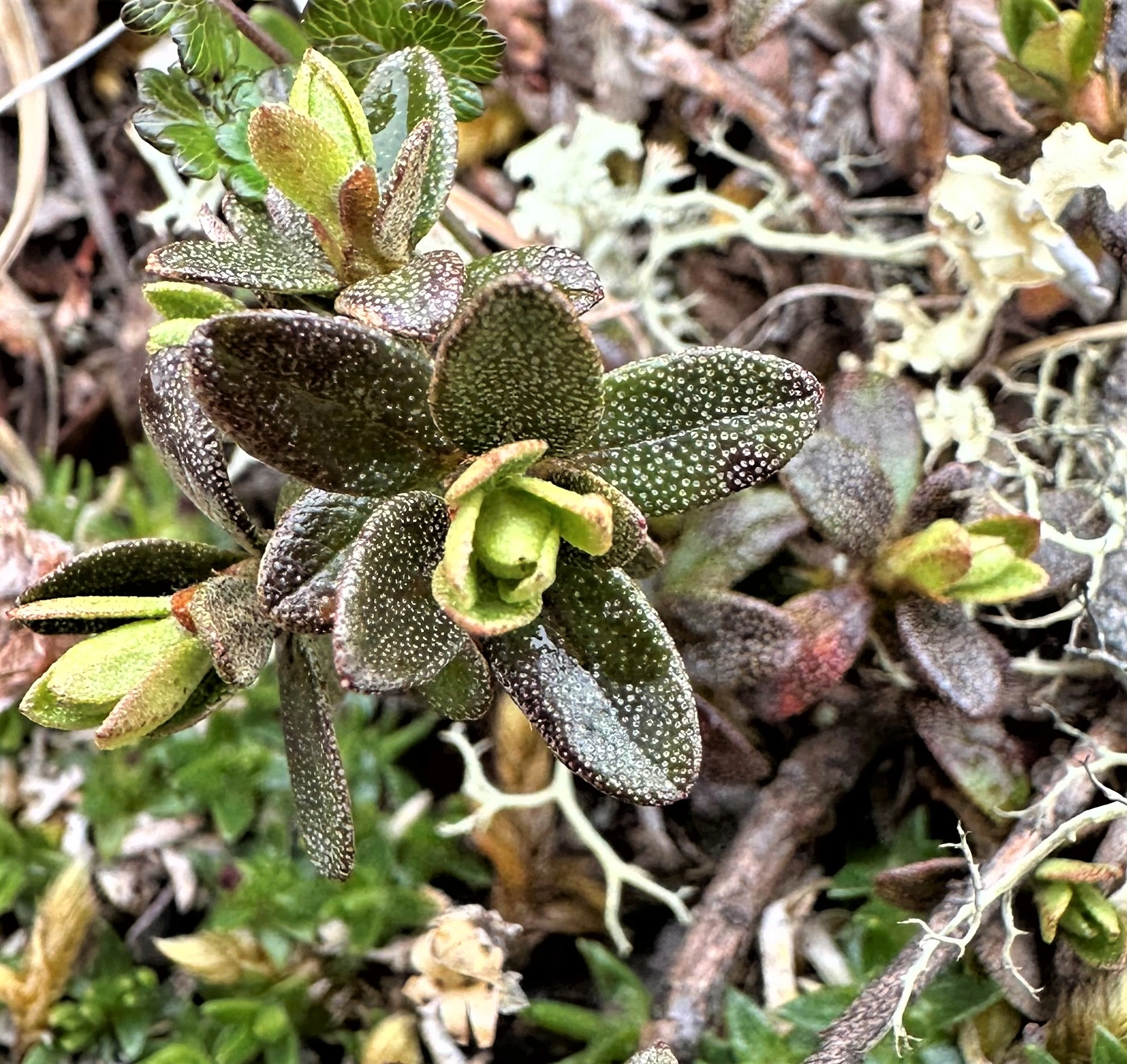 : Rhododendron lapponicum.