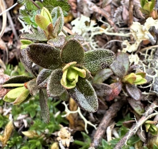 : Rhododendron lapponicum.