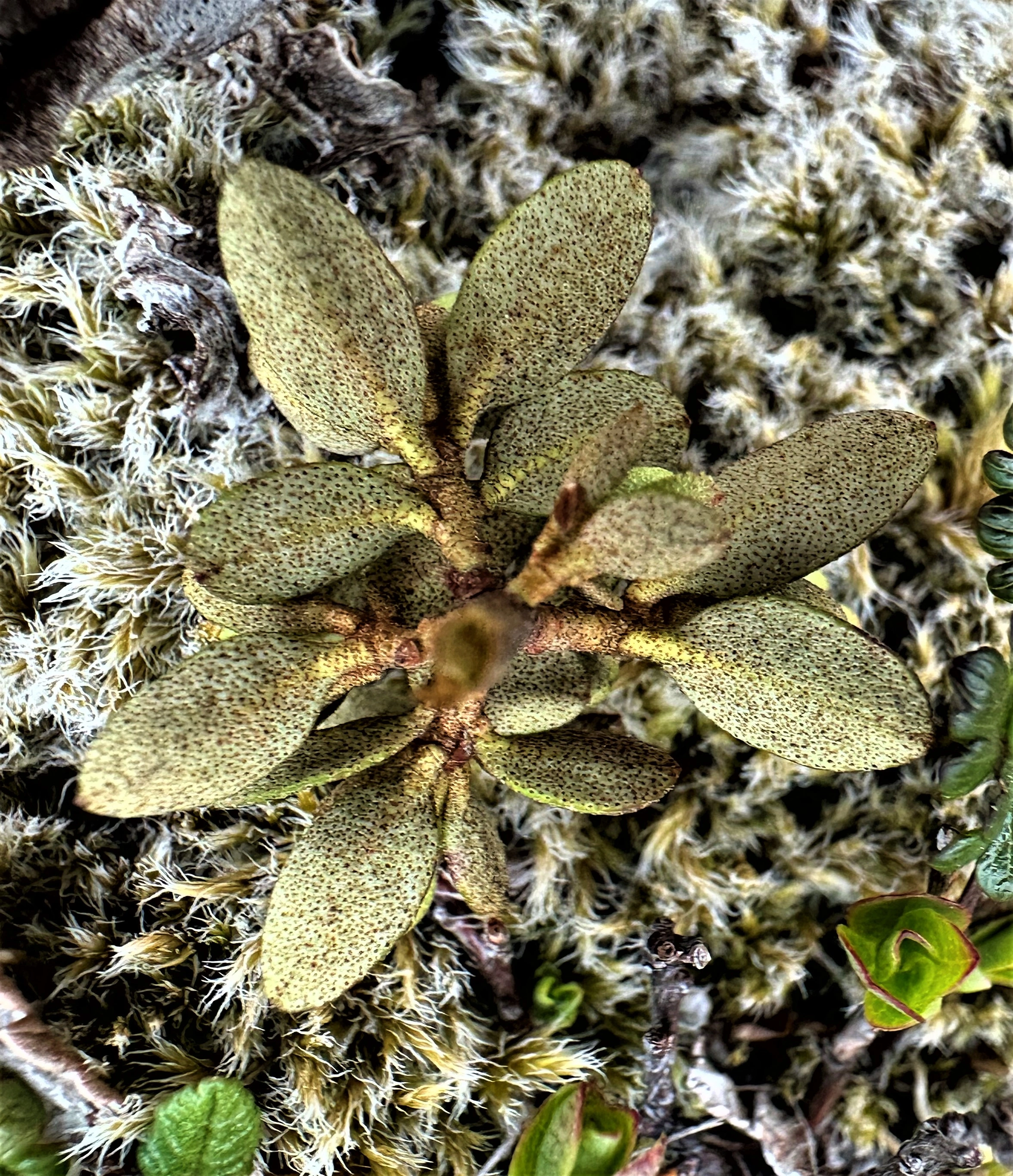 : Rhododendron lapponicum.