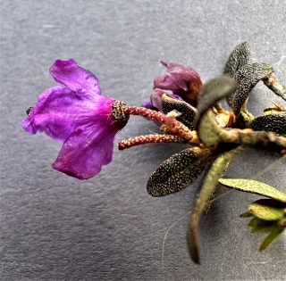 : Rhododendron lapponicum.