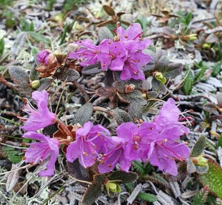 : Rhododendron lapponicum.