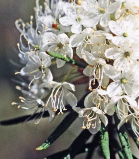 : Rhododendron tomentosum.