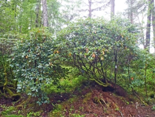 : Rhododendron catawbiense.