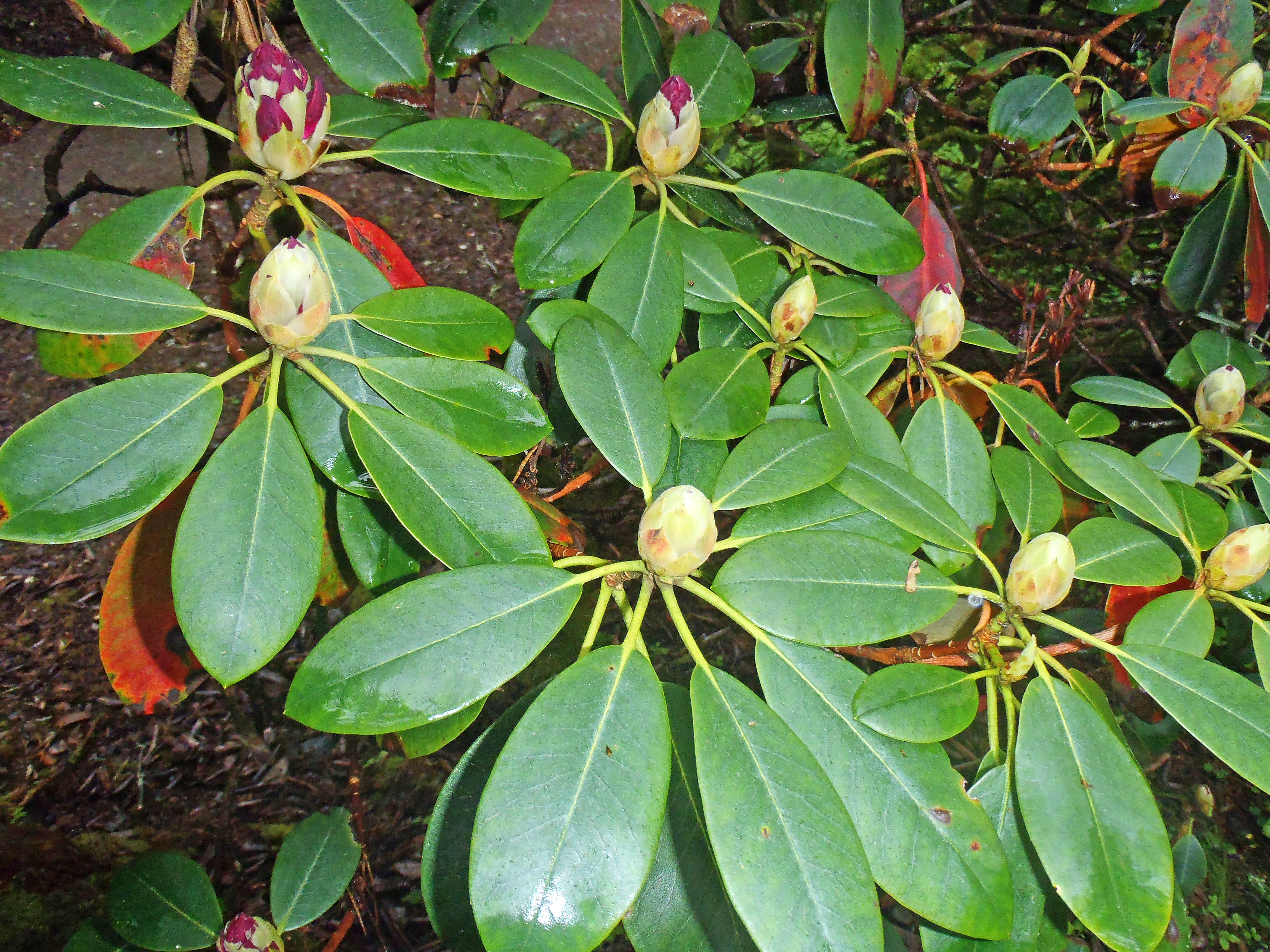 : Rhododendron catawbiense.