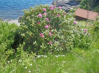 : Rhododendron catawbiense.