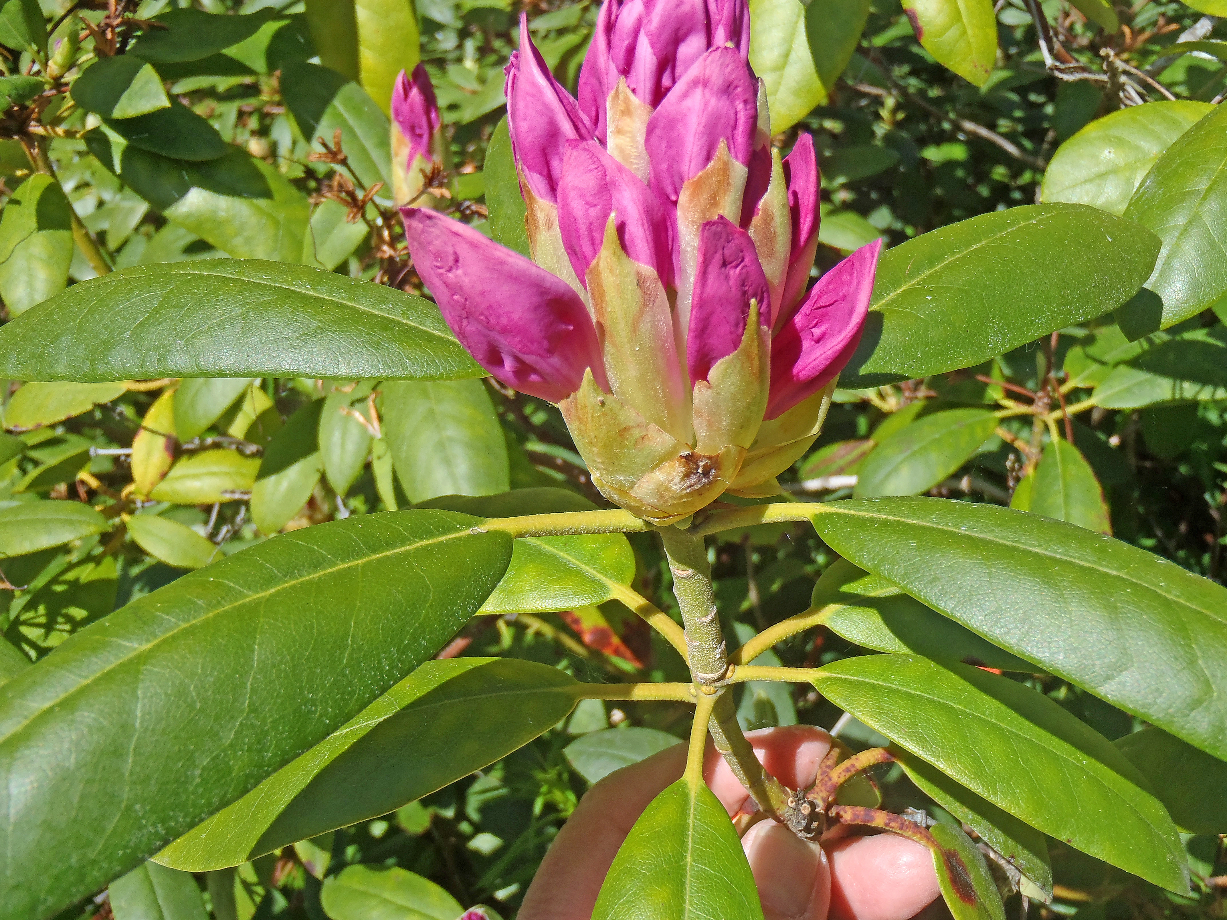 : Rhododendron catawbiense.