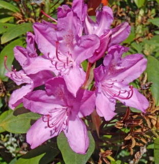 : Rhododendron catawbiense.