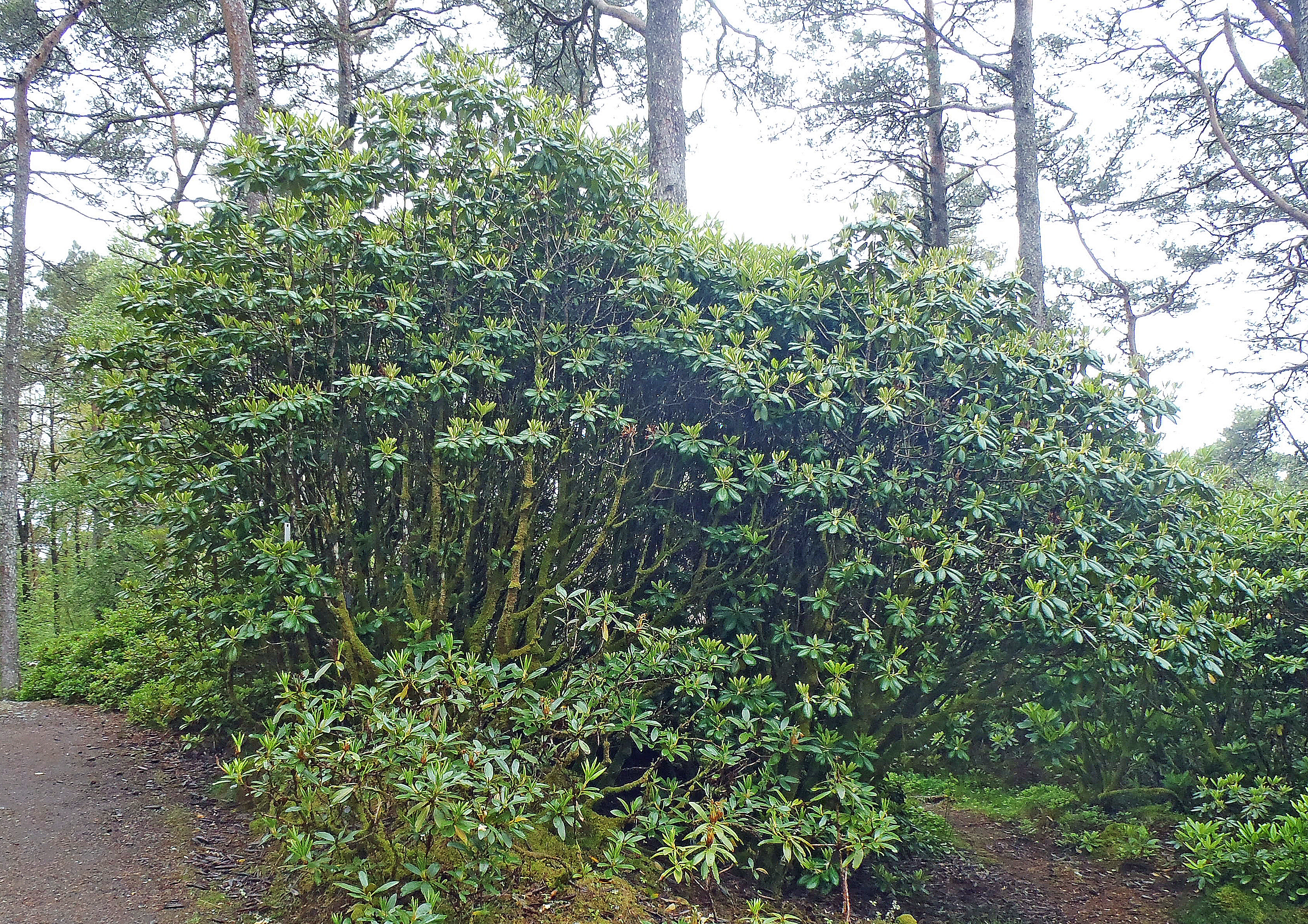 : Rhododendron brachycarpum.