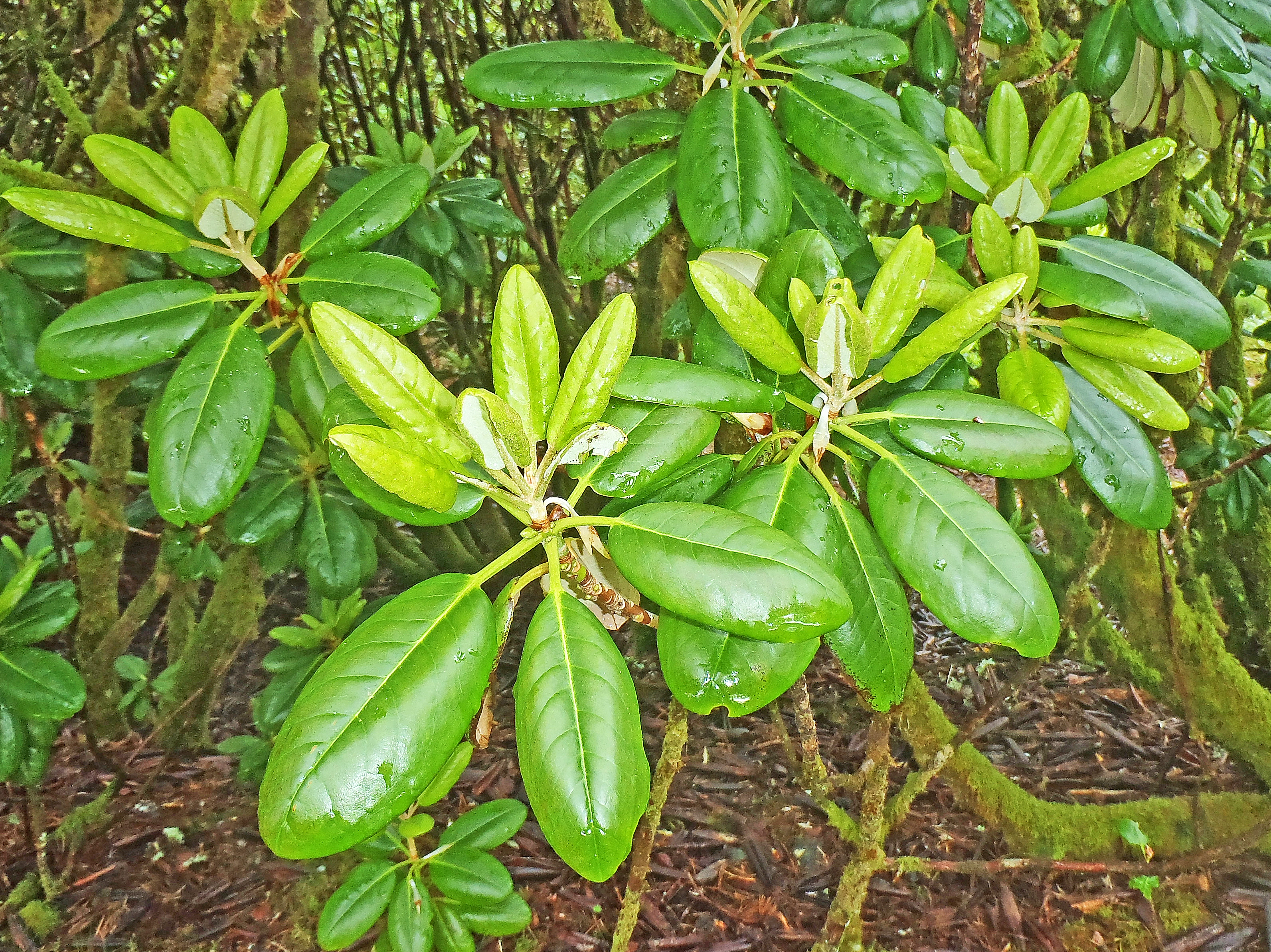 : Rhododendron brachycarpum.