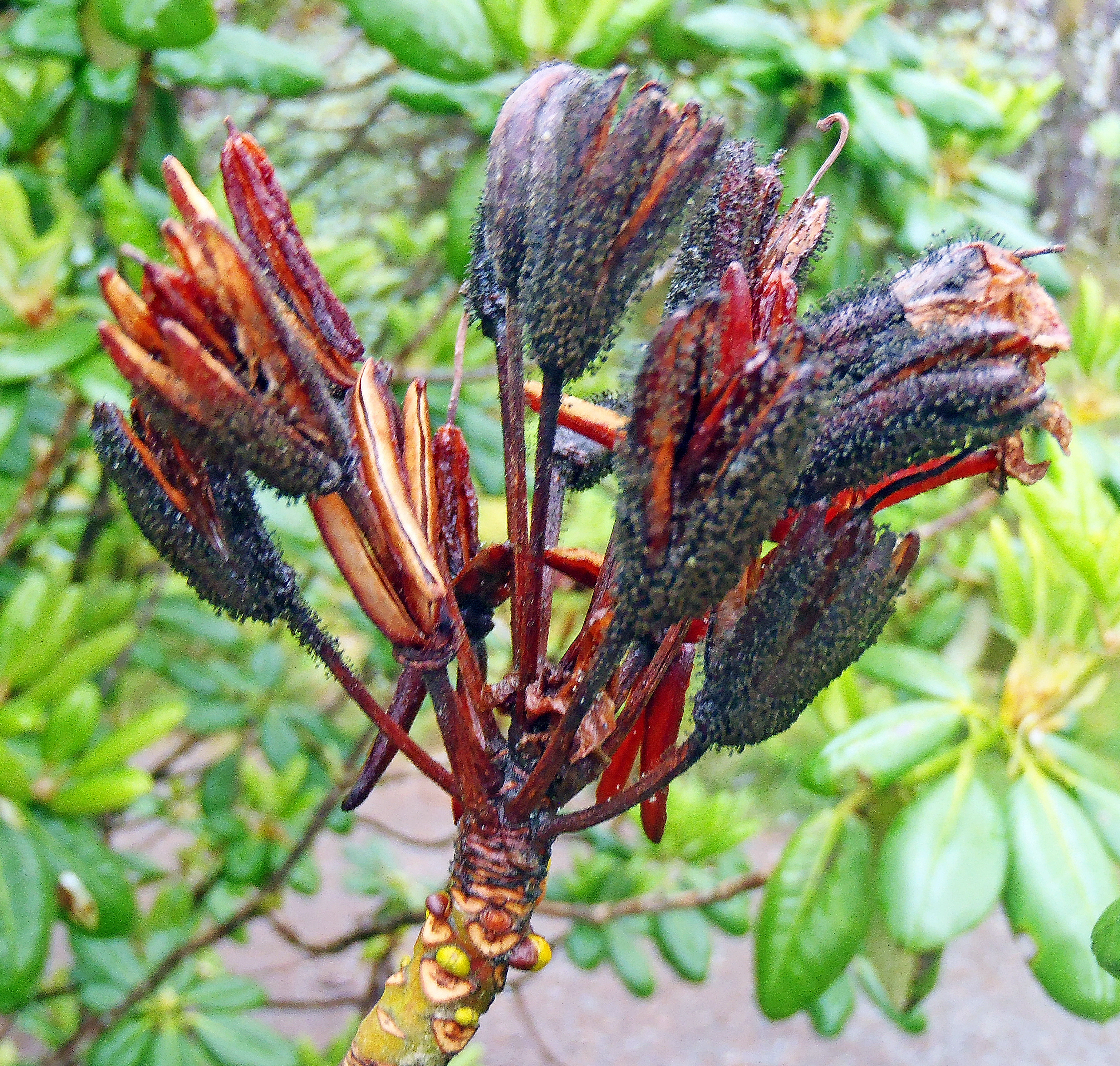 : Rhododendron brachycarpum.