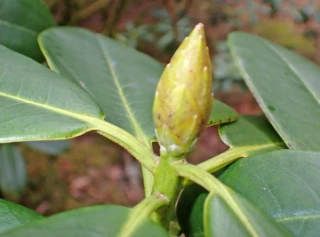 : Rhododendron brachycarpum.