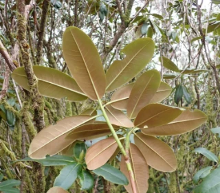 : Rhododendron brachycarpum.