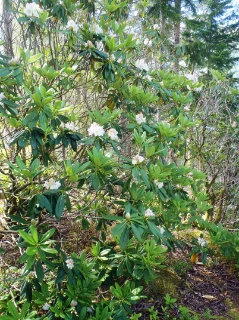 : Rhododendron brachycarpum.