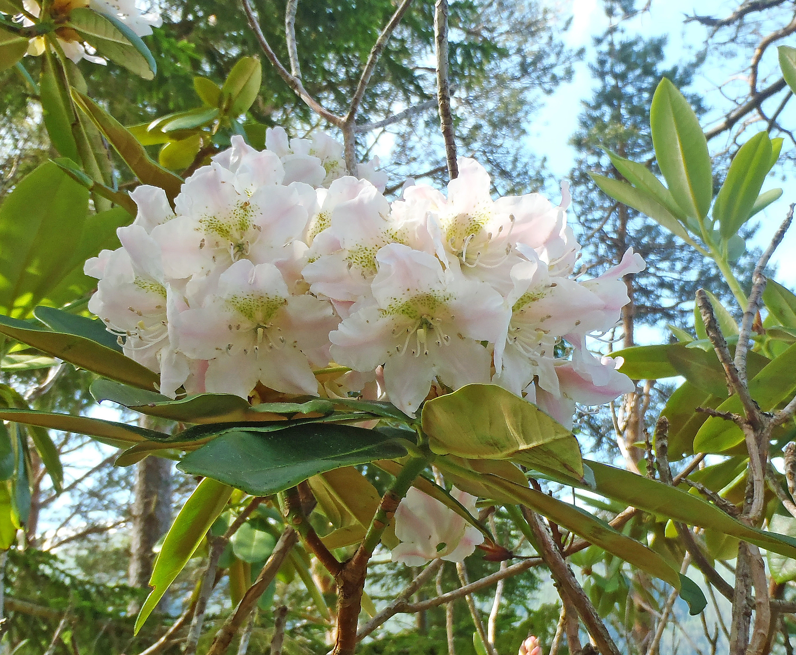 : Rhododendron brachycarpum.