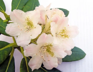 : Rhododendron brachycarpum.