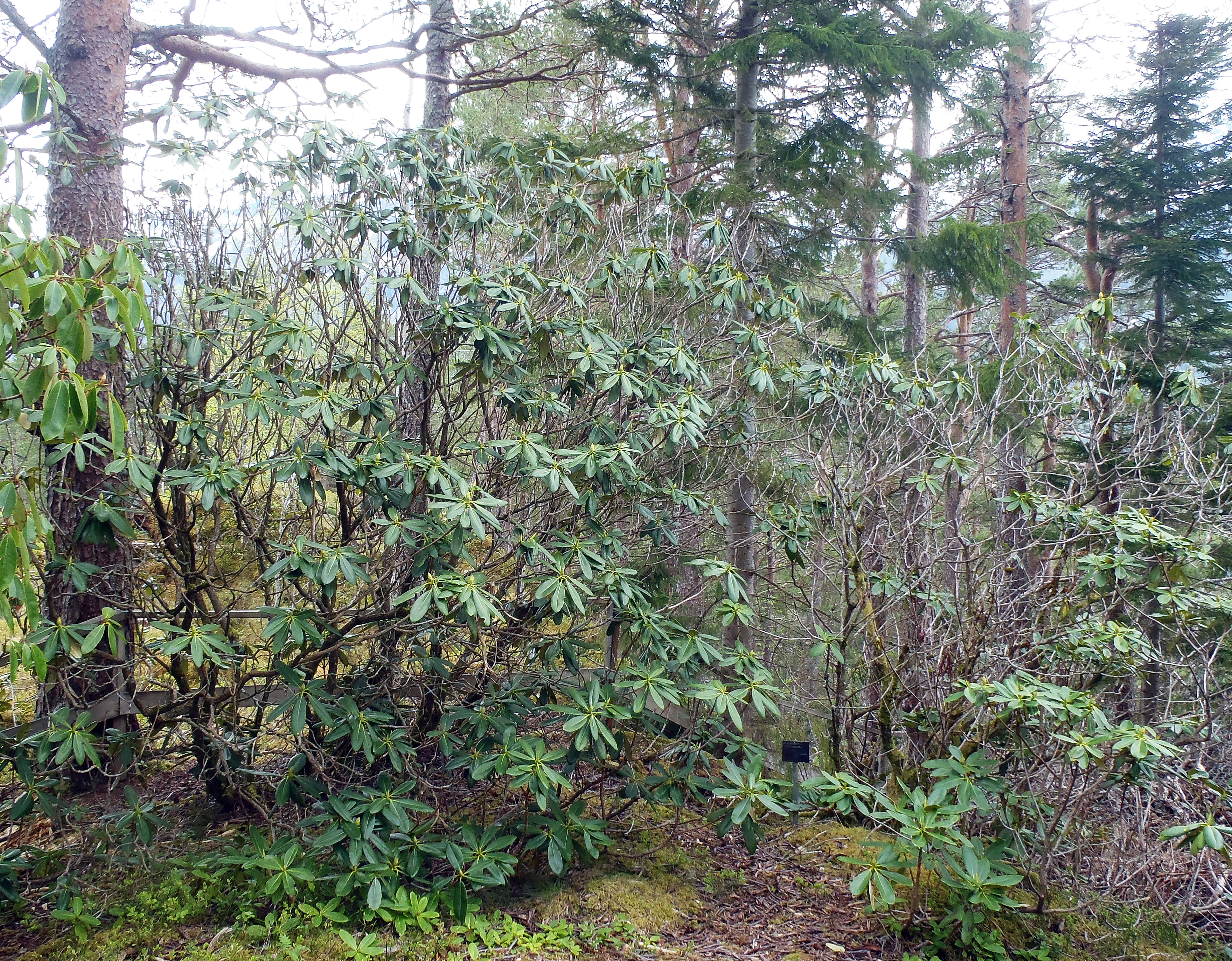 : Rhododendron brachycarpum.